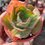 Miniatura: Echeveria Coral Reef  | suculenta 