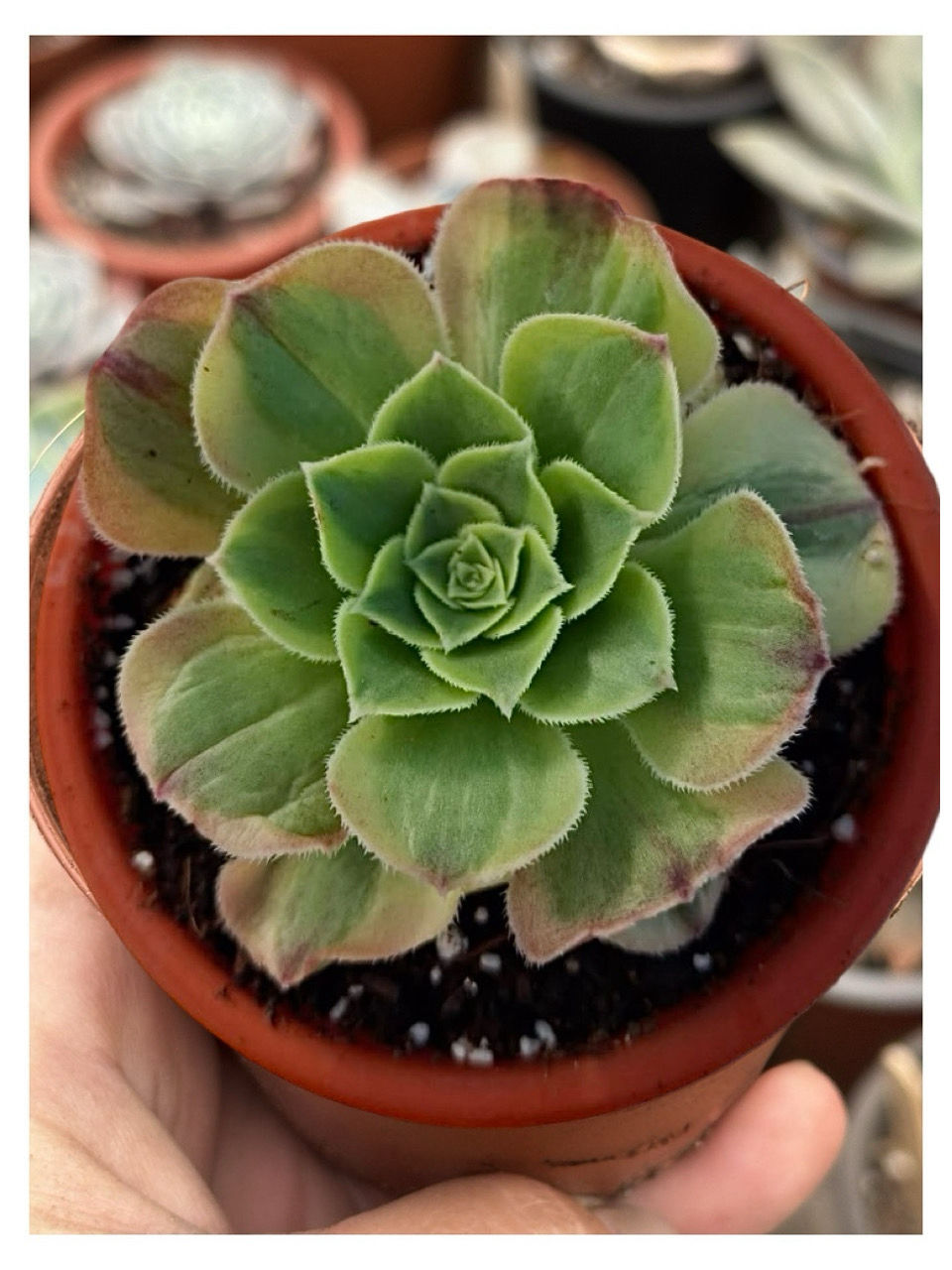 Aeonium Halloween Milk | suculenta 