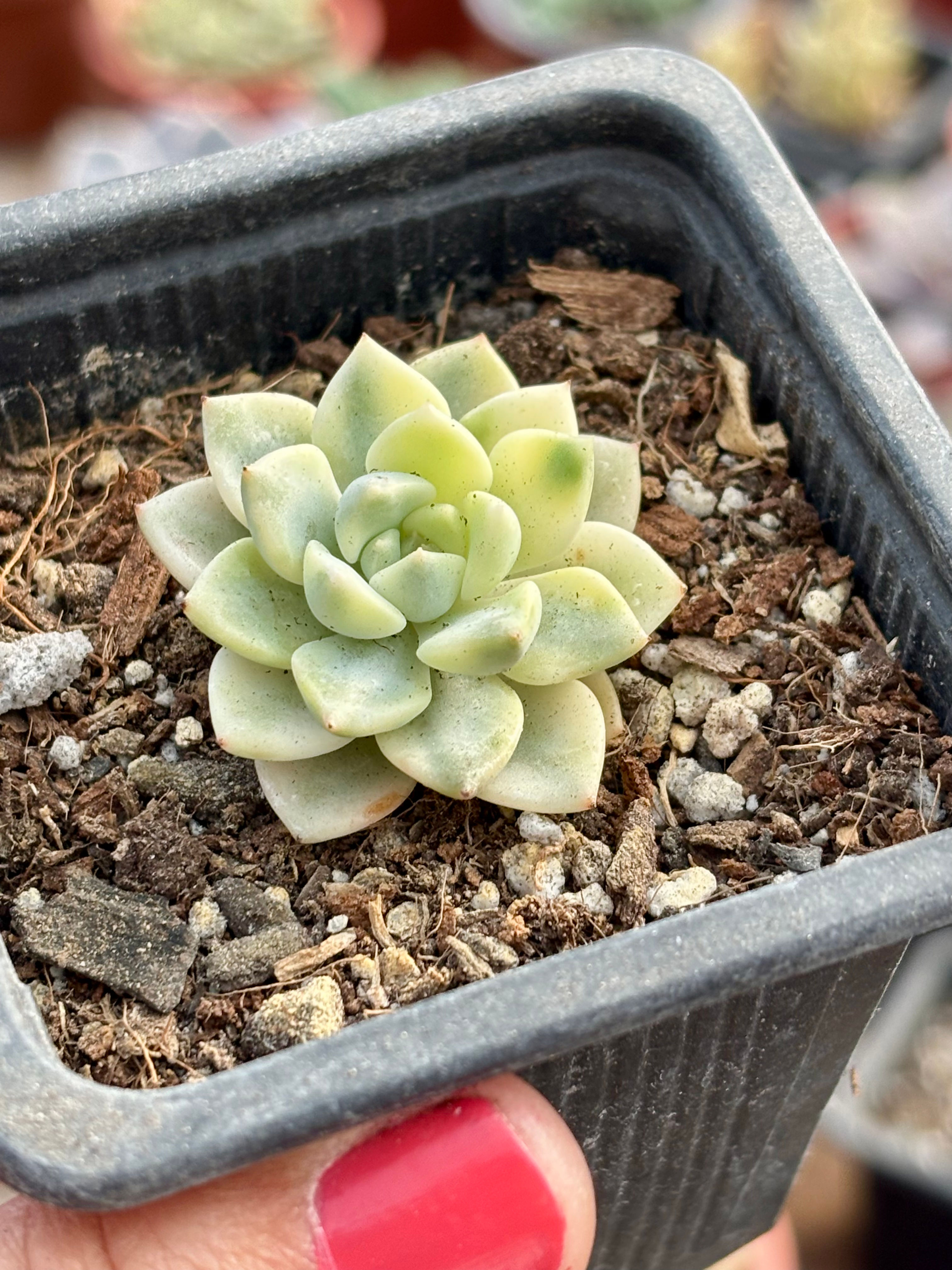 Echeveria Tinker Bell Variegada | Suculenta 