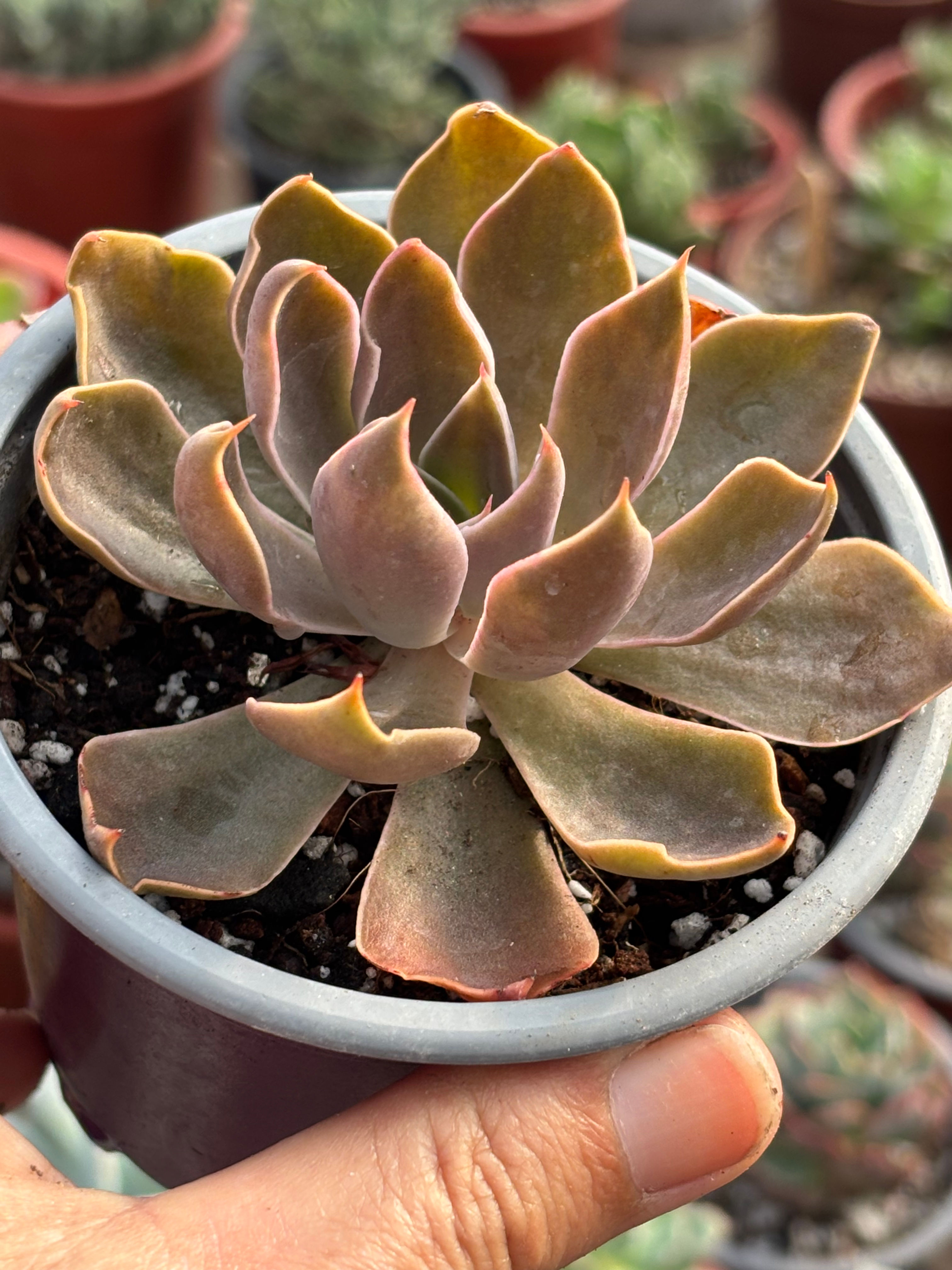 Echeveria Sabre Wolf | sucu