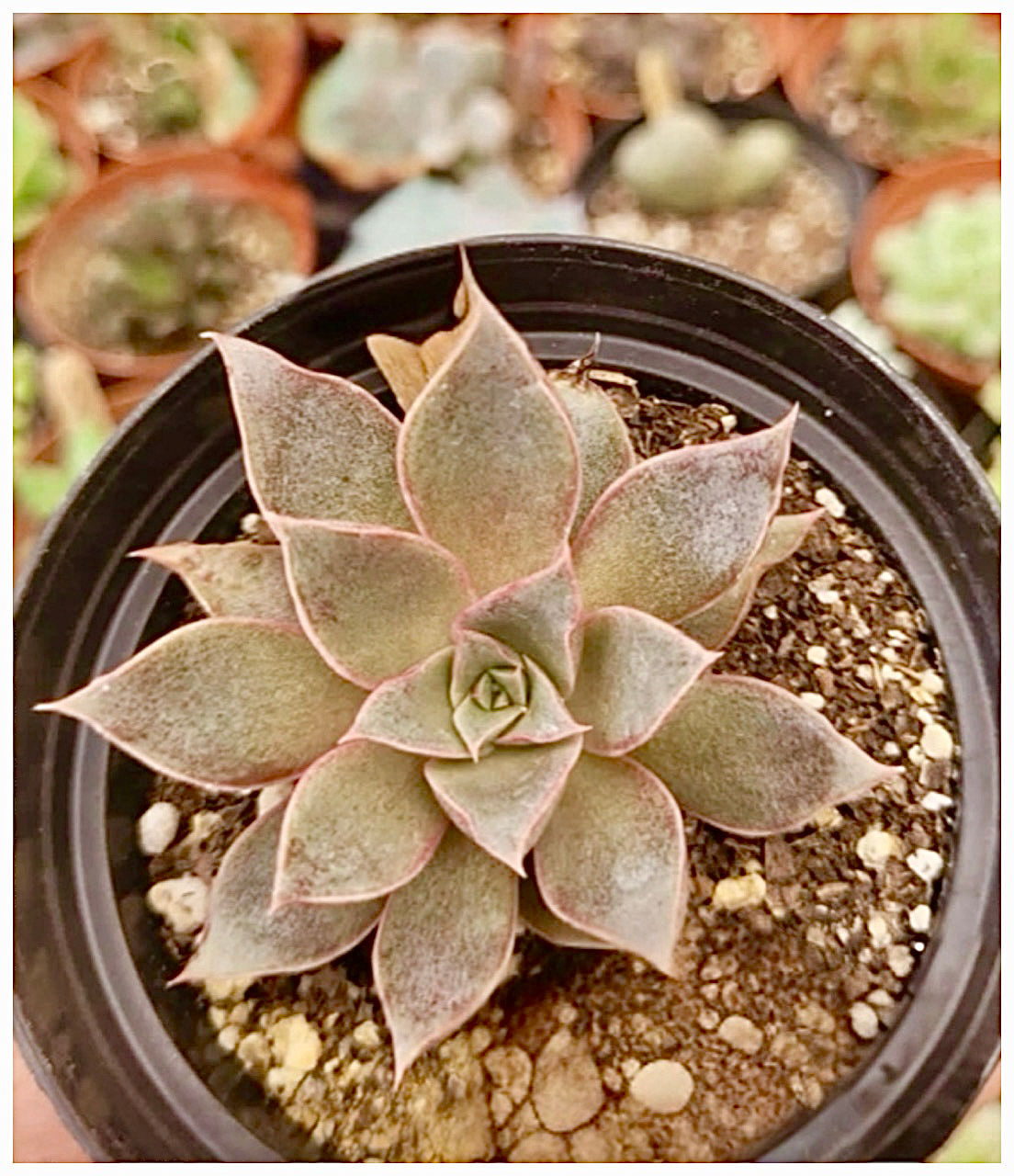 Echeveria Punita | Suculenta 