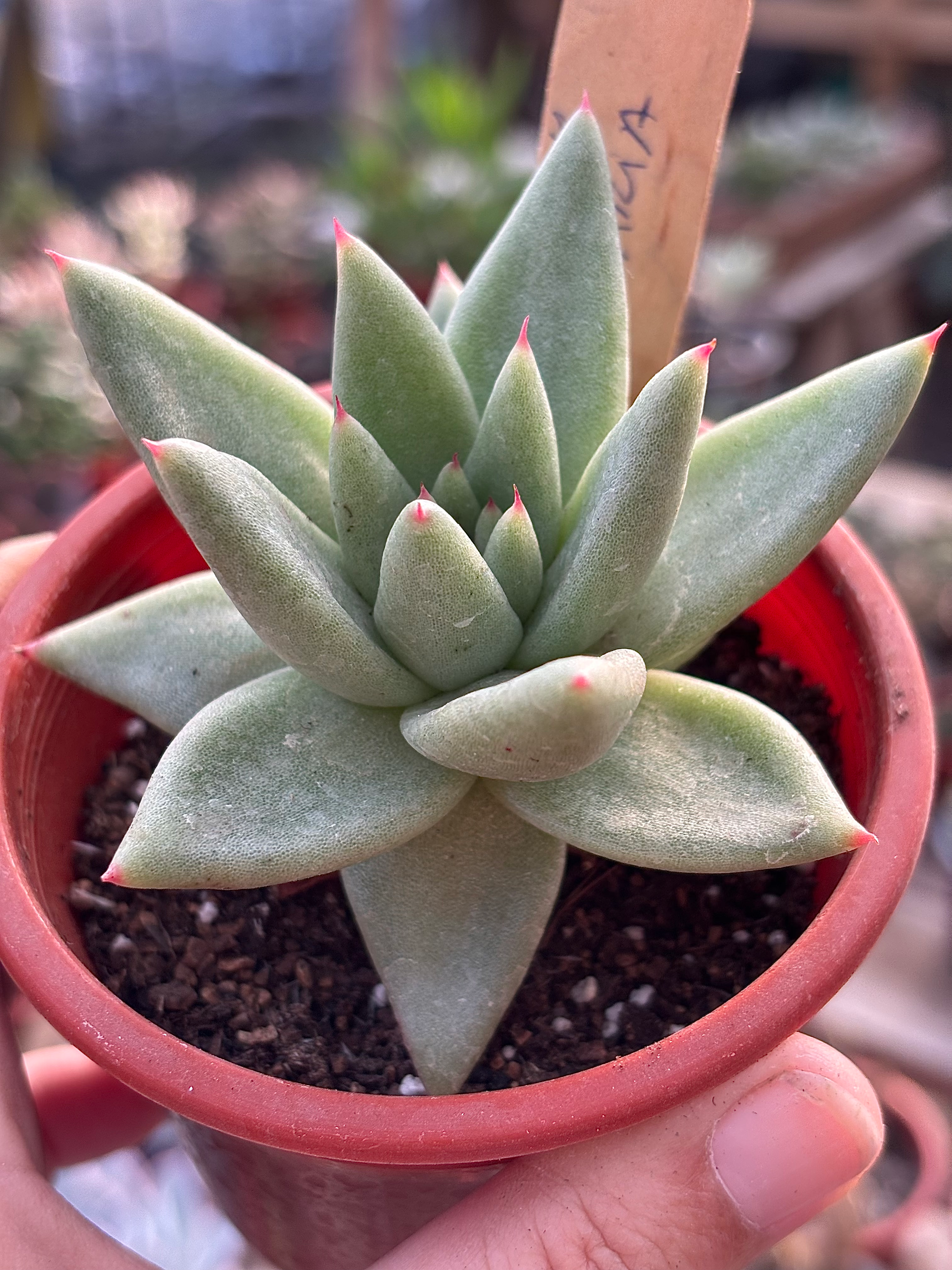 Echeveria Agavoides La Virgin | Suculentas
