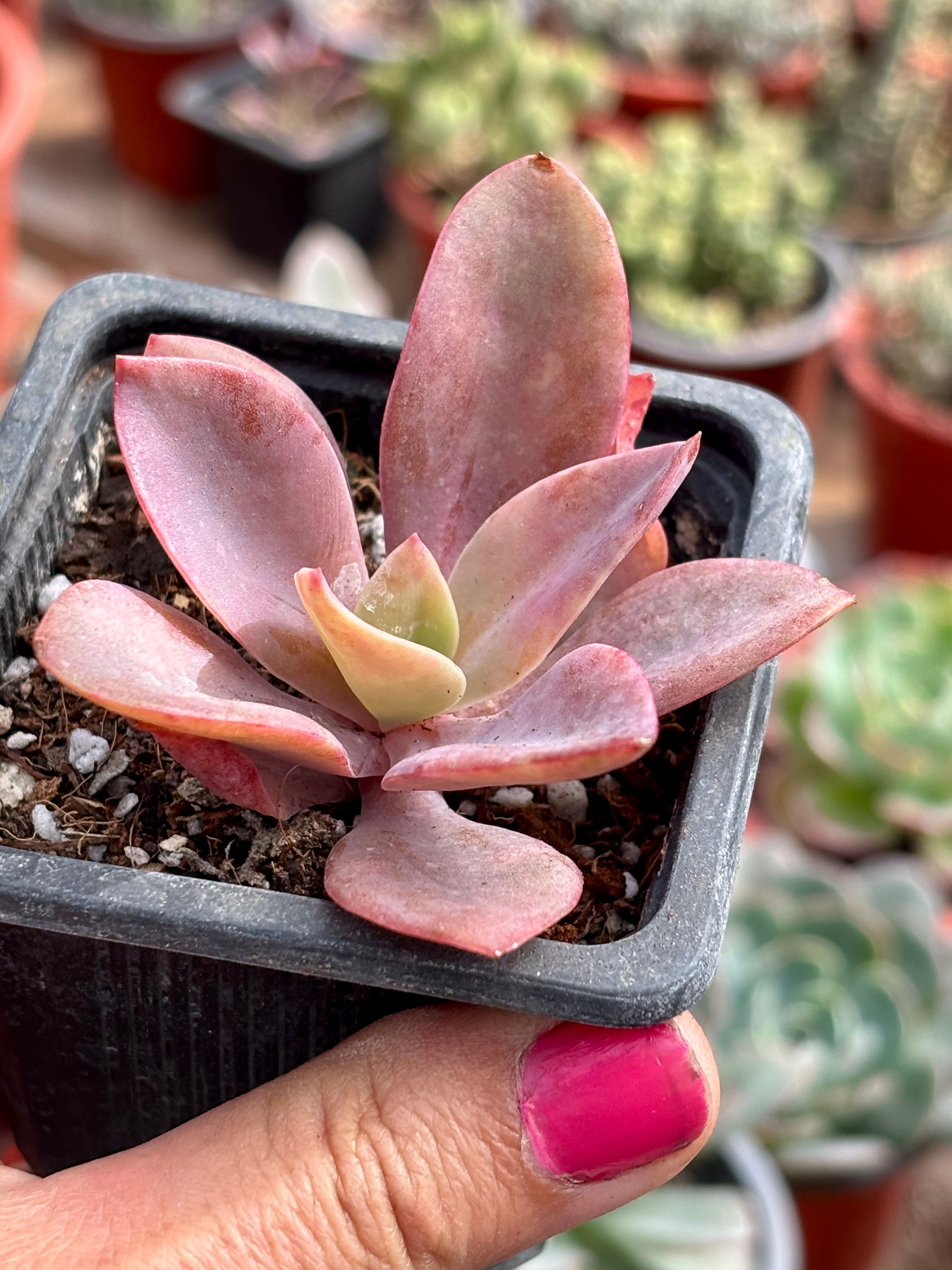 Echeveria Metallica | Suculenta 