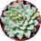 Miniatura: Echeveria Pulidonis | Suculentas 