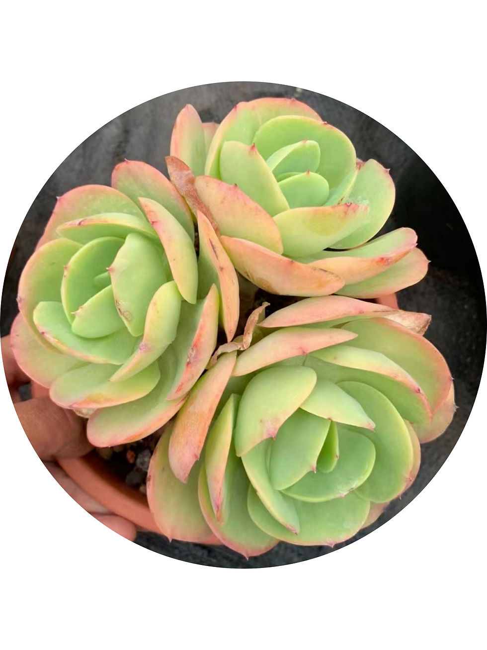 Miniatura: Echeveria Peach Price | Suculenta