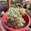 Miniatura: Sedum Jelly Bean Variegado | Suculenta 