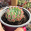 Miniatura: Echeveria blue Appel | Suculenta 