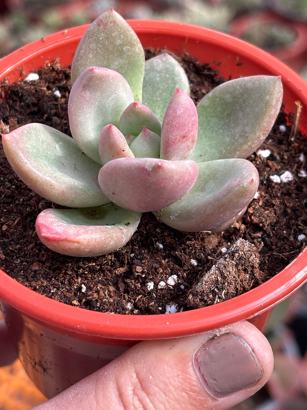 Miniatura: Echeveria Avocado Cream | Suculenta 