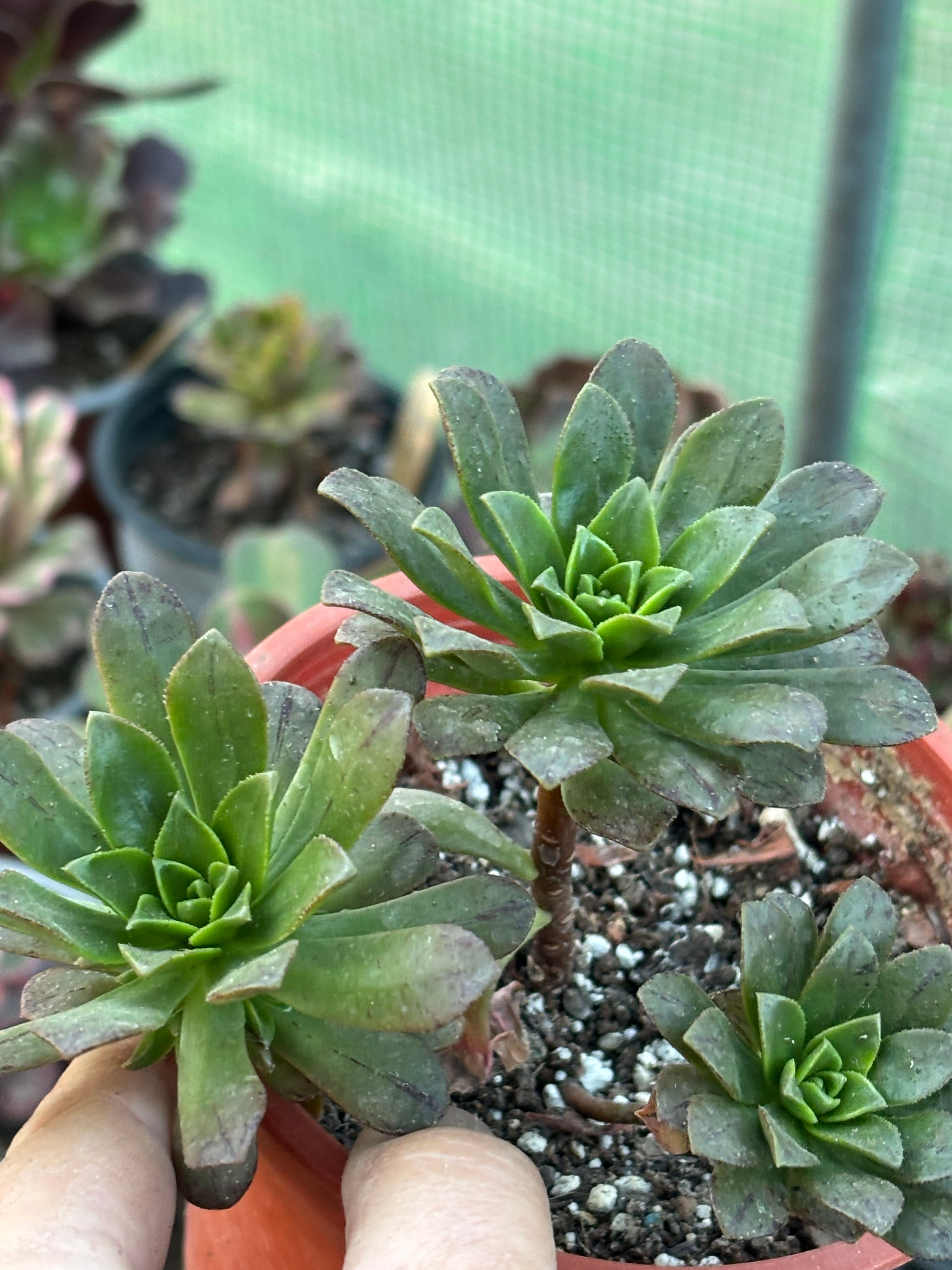 Aeonium Sweet Tea Middle | suculenta 