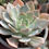 Miniatura: Echeveria Bruma | Suculenta 