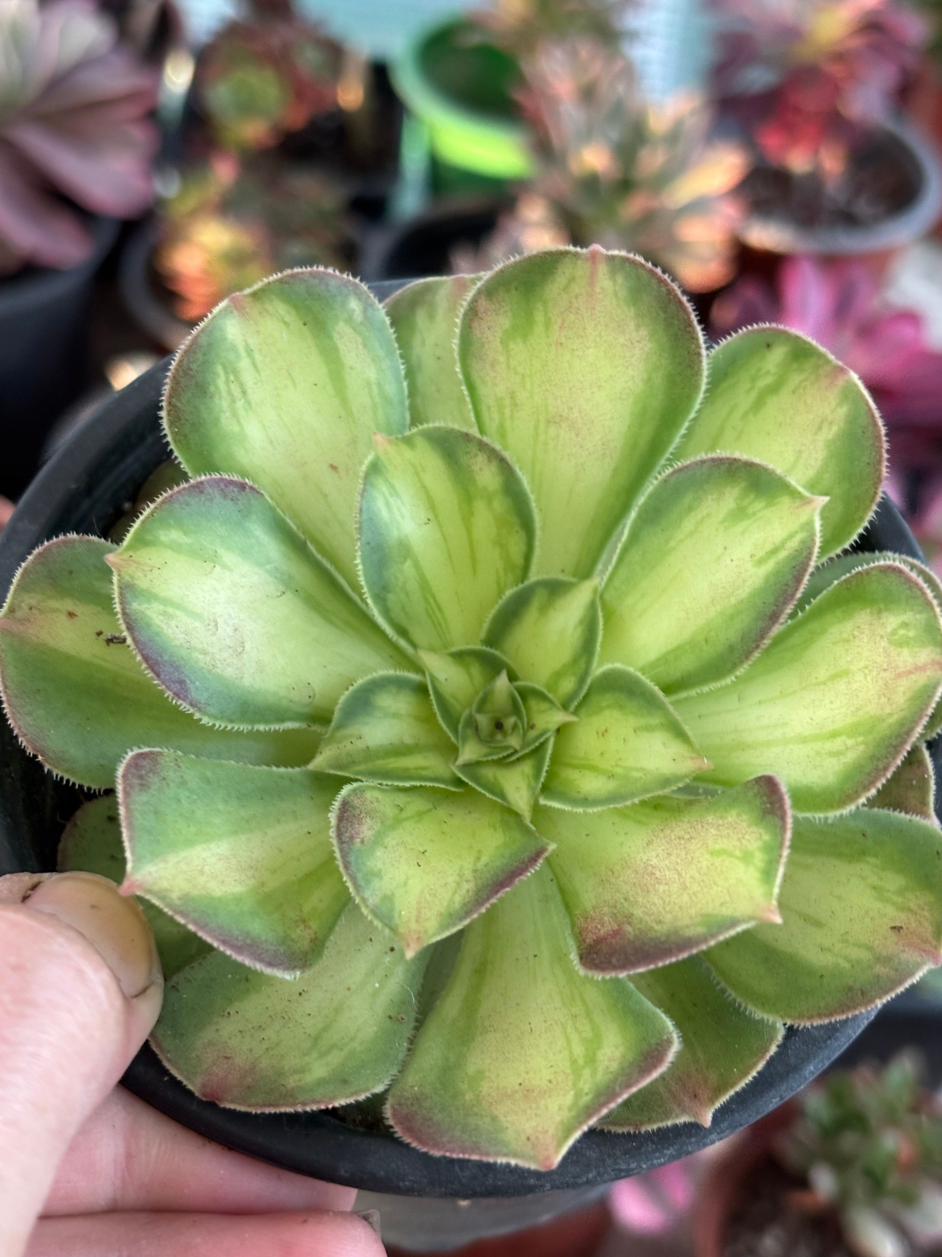 Aeonium Shaohua | Suculenta 