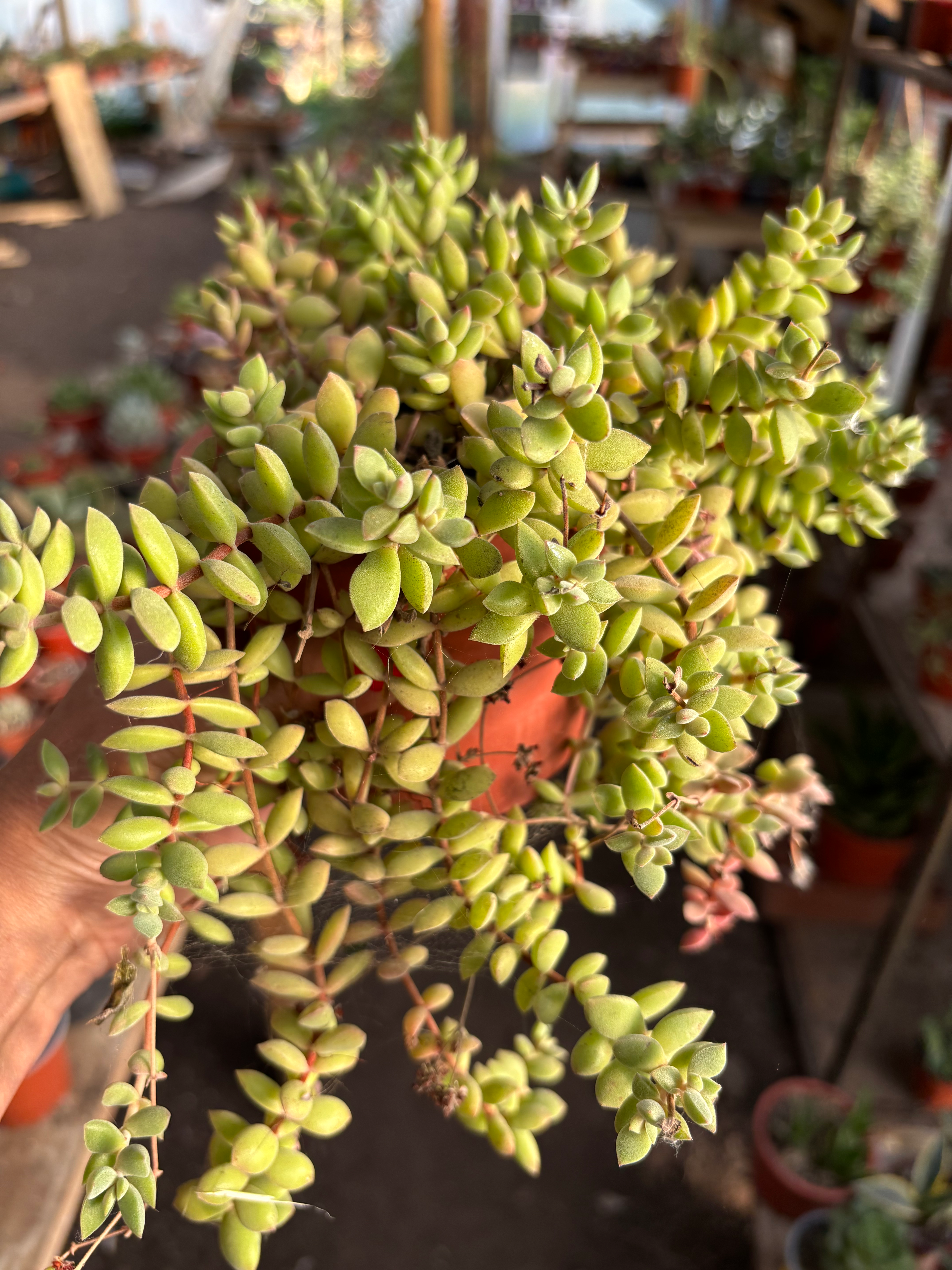 Crassula Lanuginosa | Suculentas