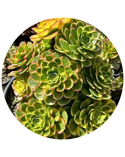 Miniatura: Aeonium Halloween Milk | suculenta 