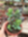 Kalanchoe Rotundifolia | Suculentas