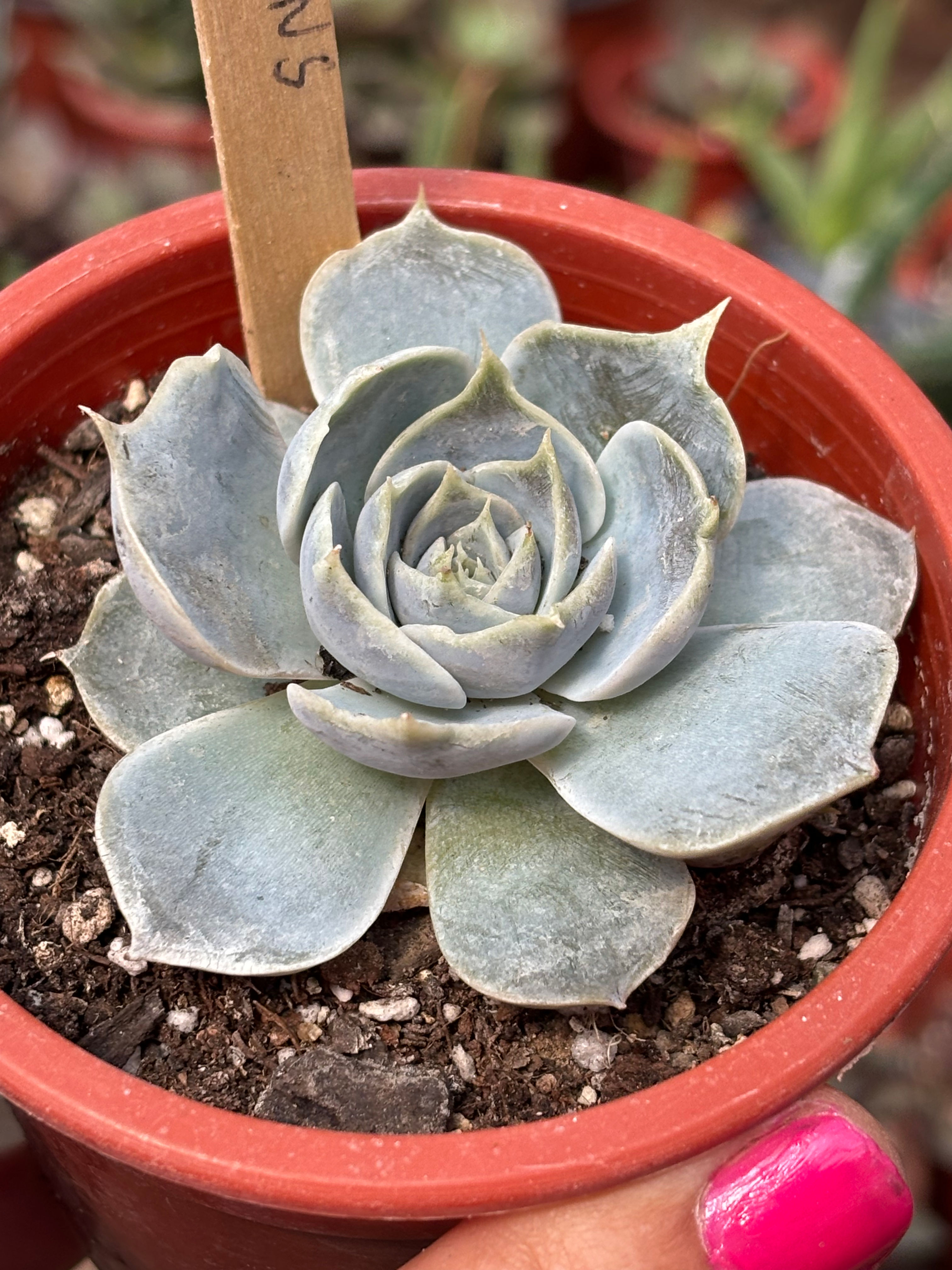 Echeveria Simulans | Echeveria 