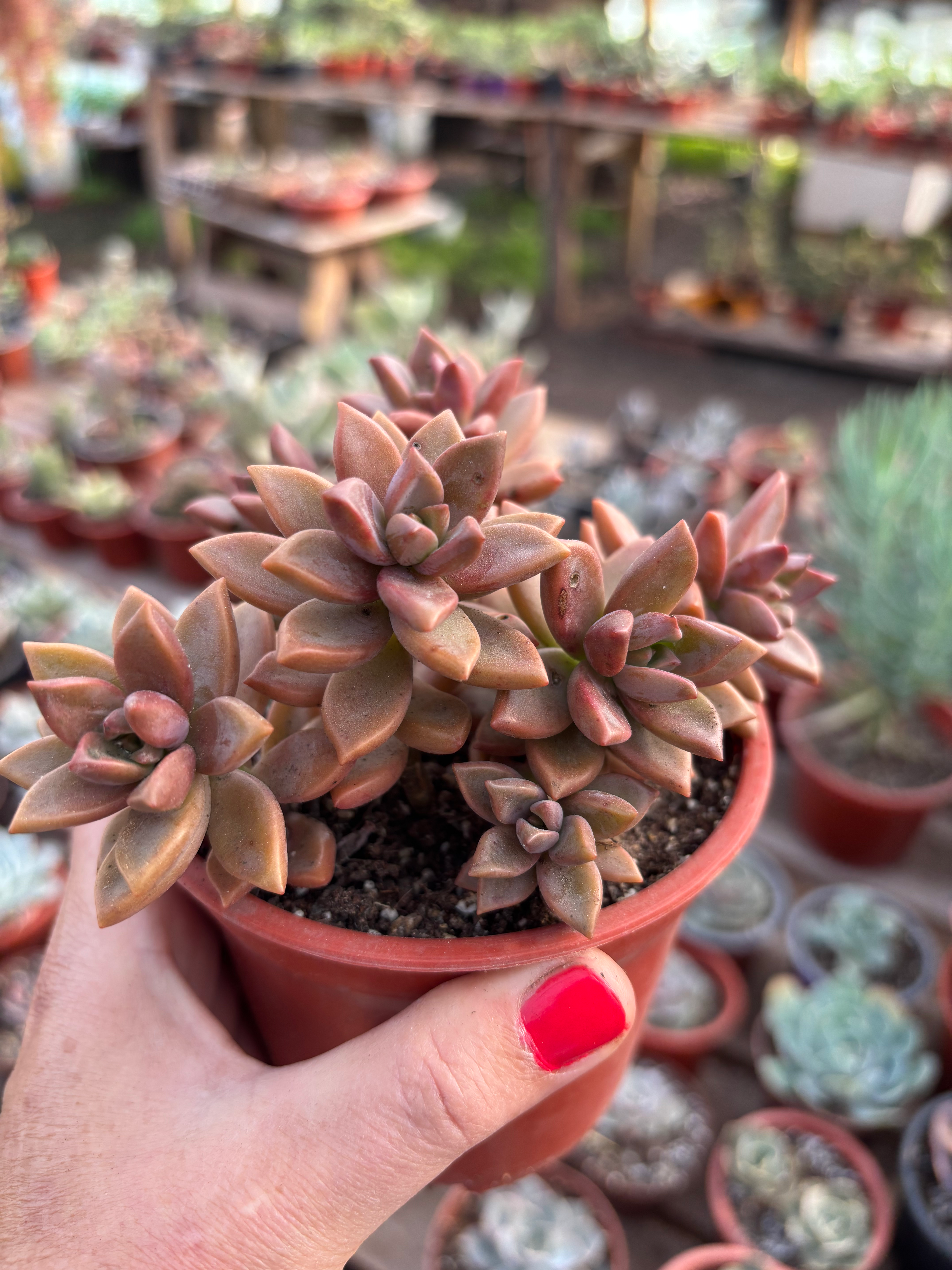 Graptosedum Bronze | Suculentas