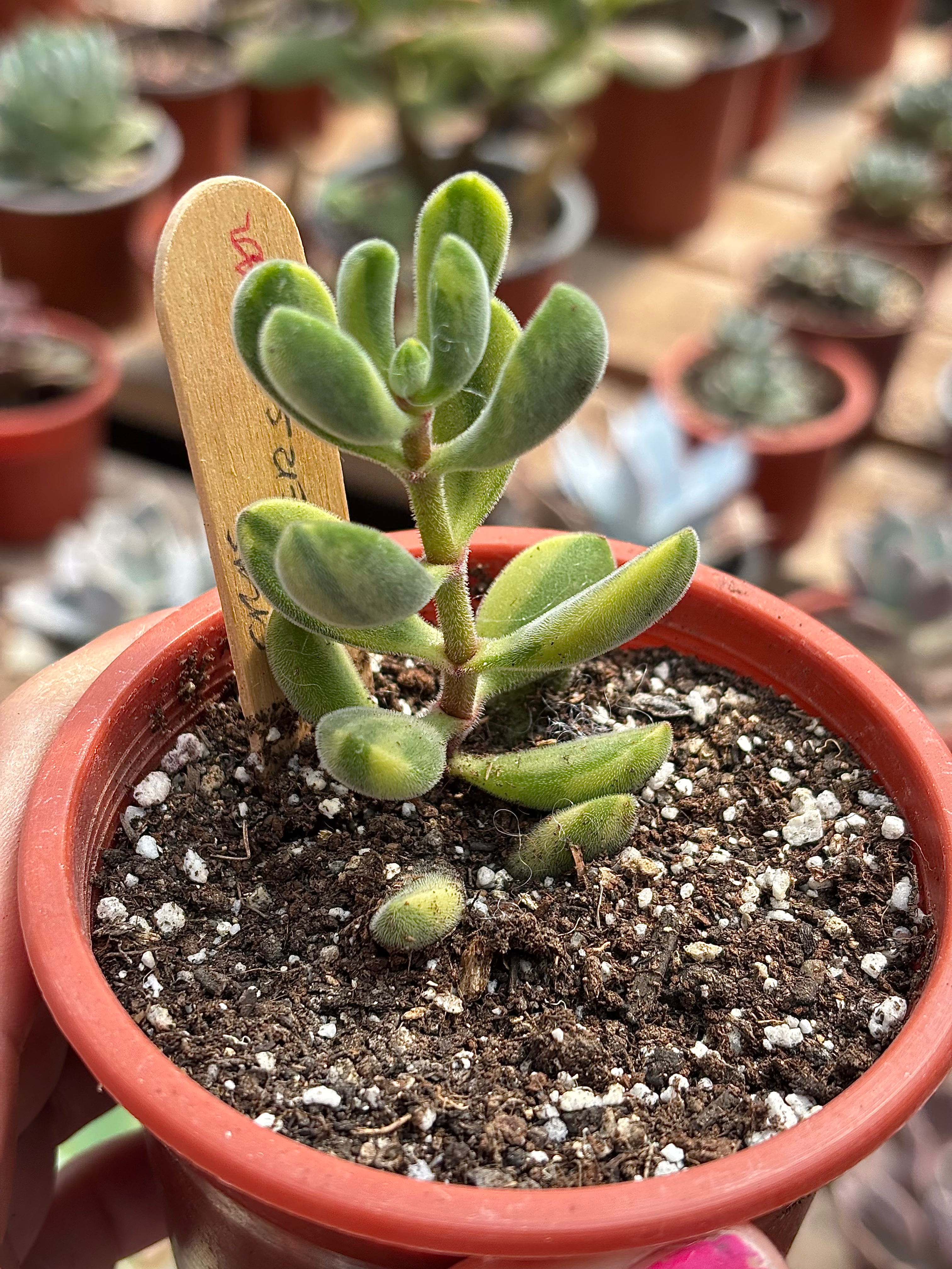 Crassula rogersii variegado  | suculentas 
