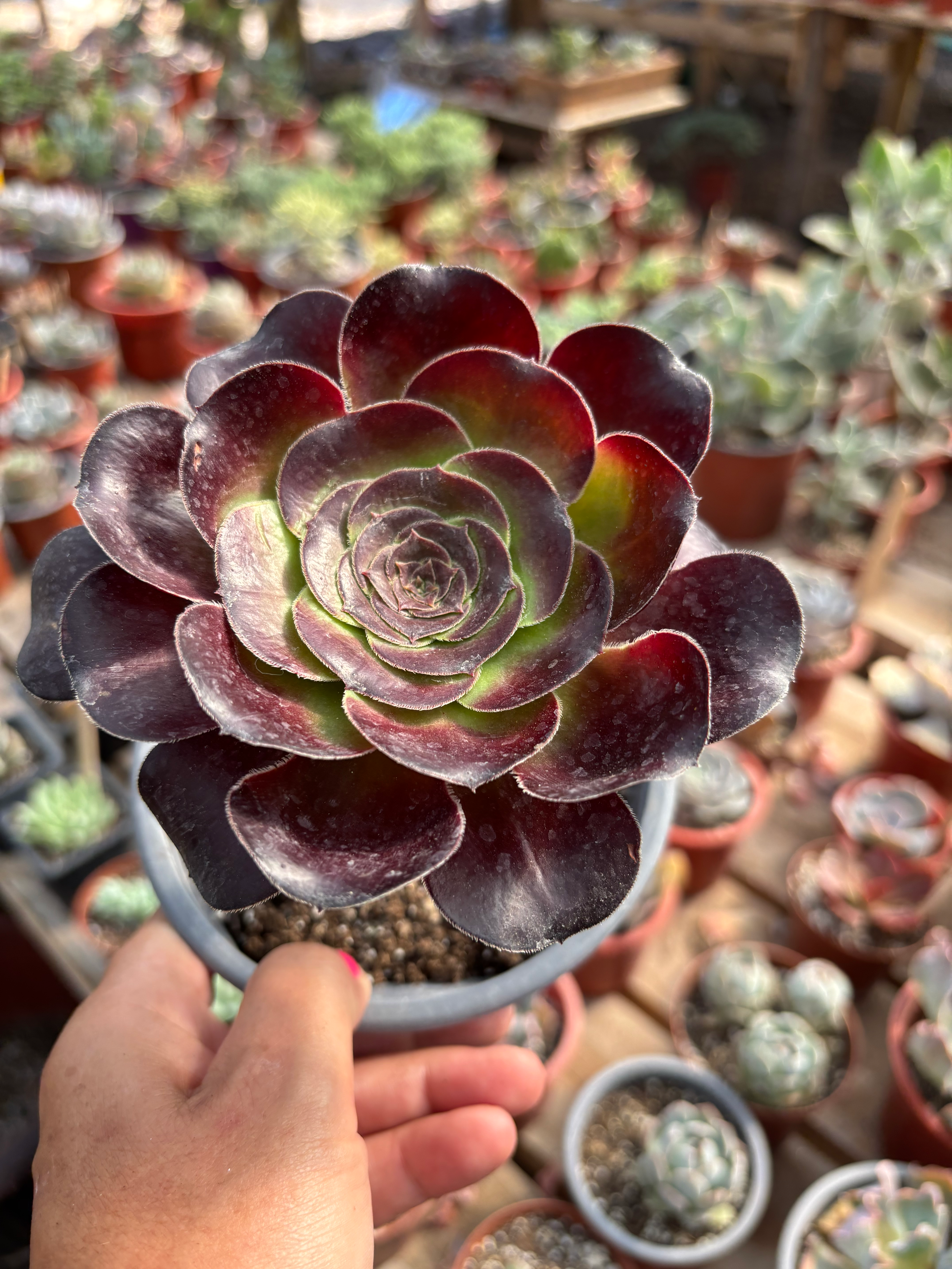 Aeonium cyclops | Suculentas