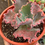 Miniatura: Echeveria Sharon | Suculentas