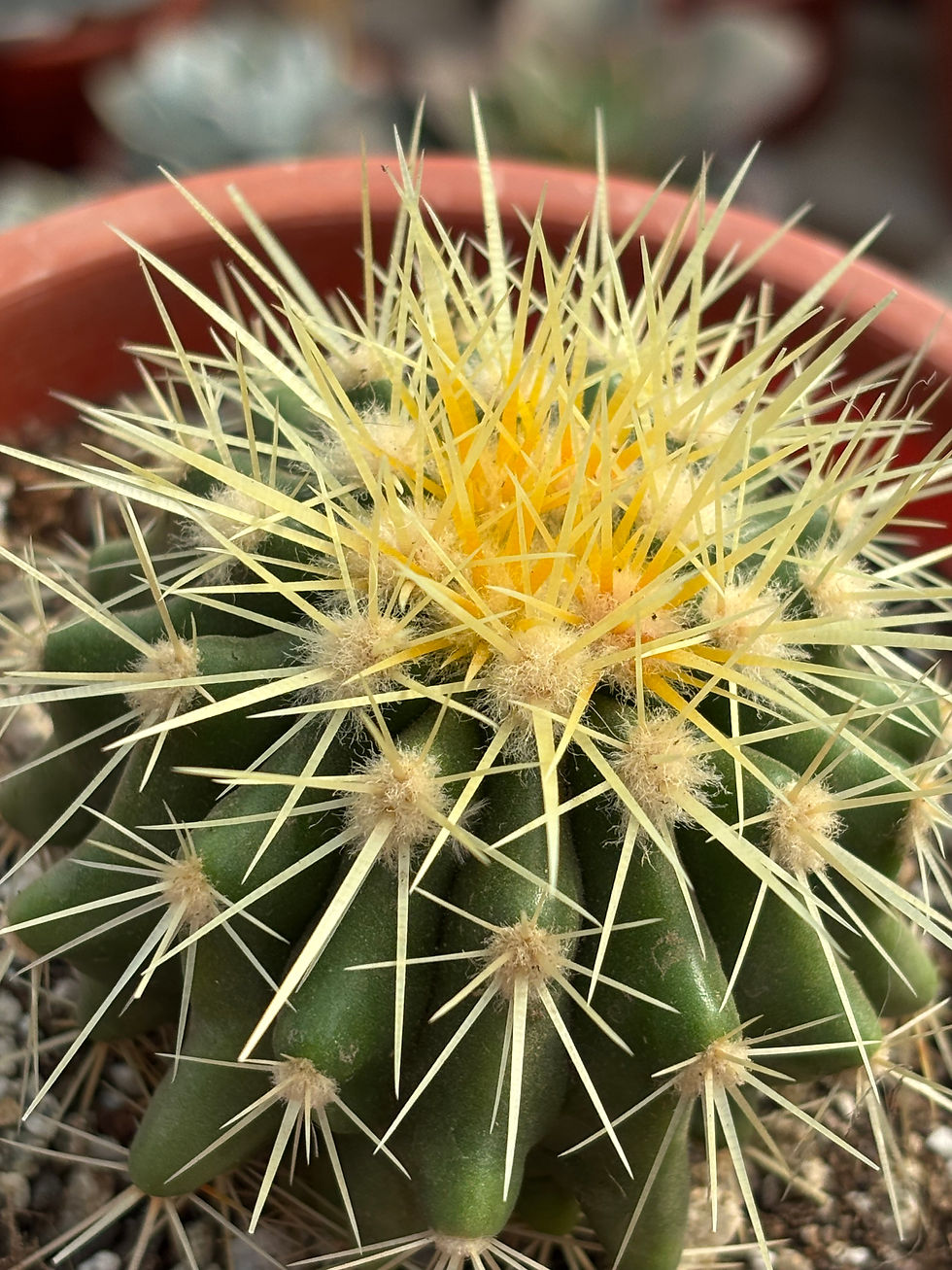 Miniatura: Echinocactus Grusonii | Cactus