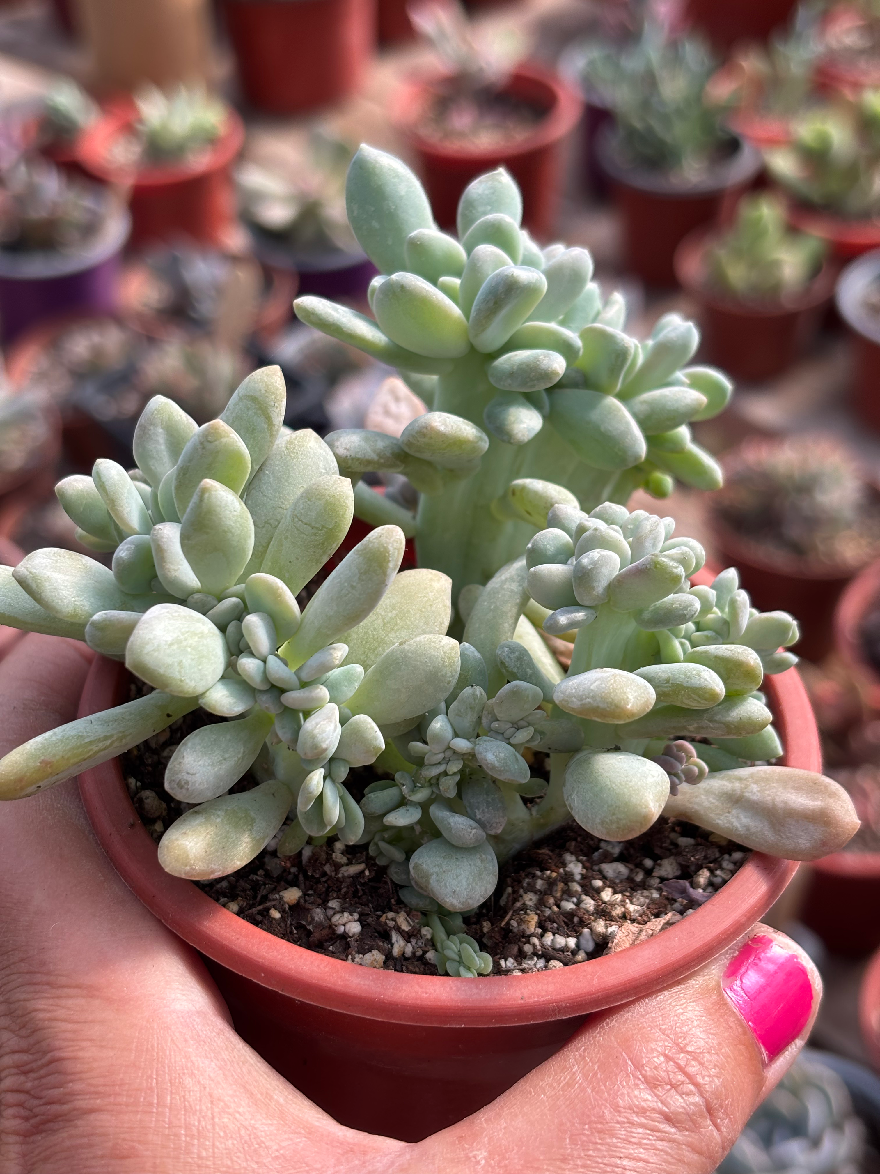 Pachyveria Elaine Wrigth Crestada | Suculentas