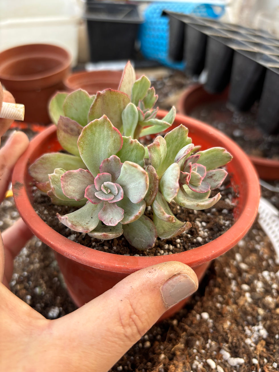 Miniatura: Echeveria ice Age Variegada | Suculenta