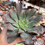 Miniatura: Aeonium Percarneum