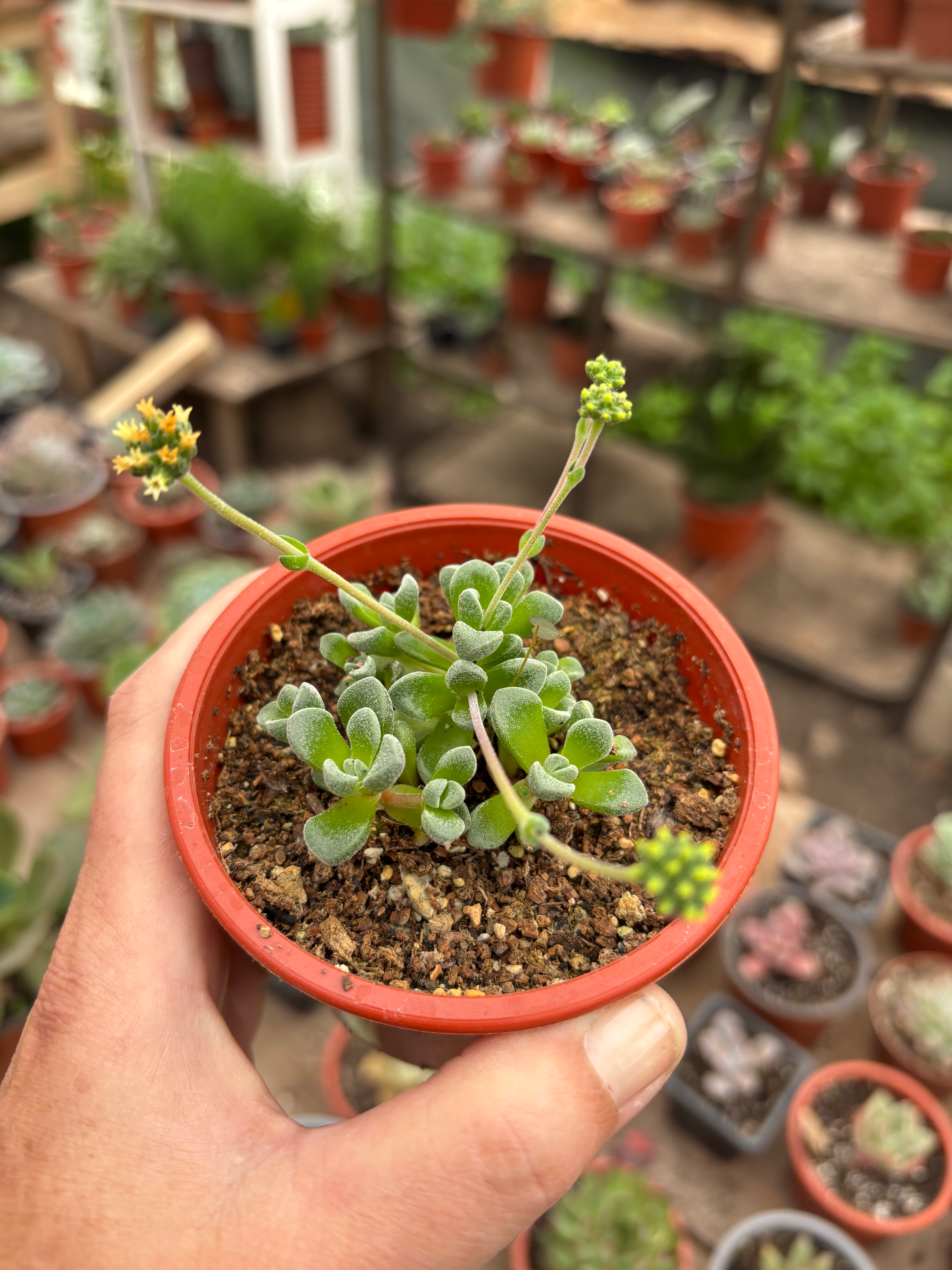 Sedum Fernwood | Suculenta
