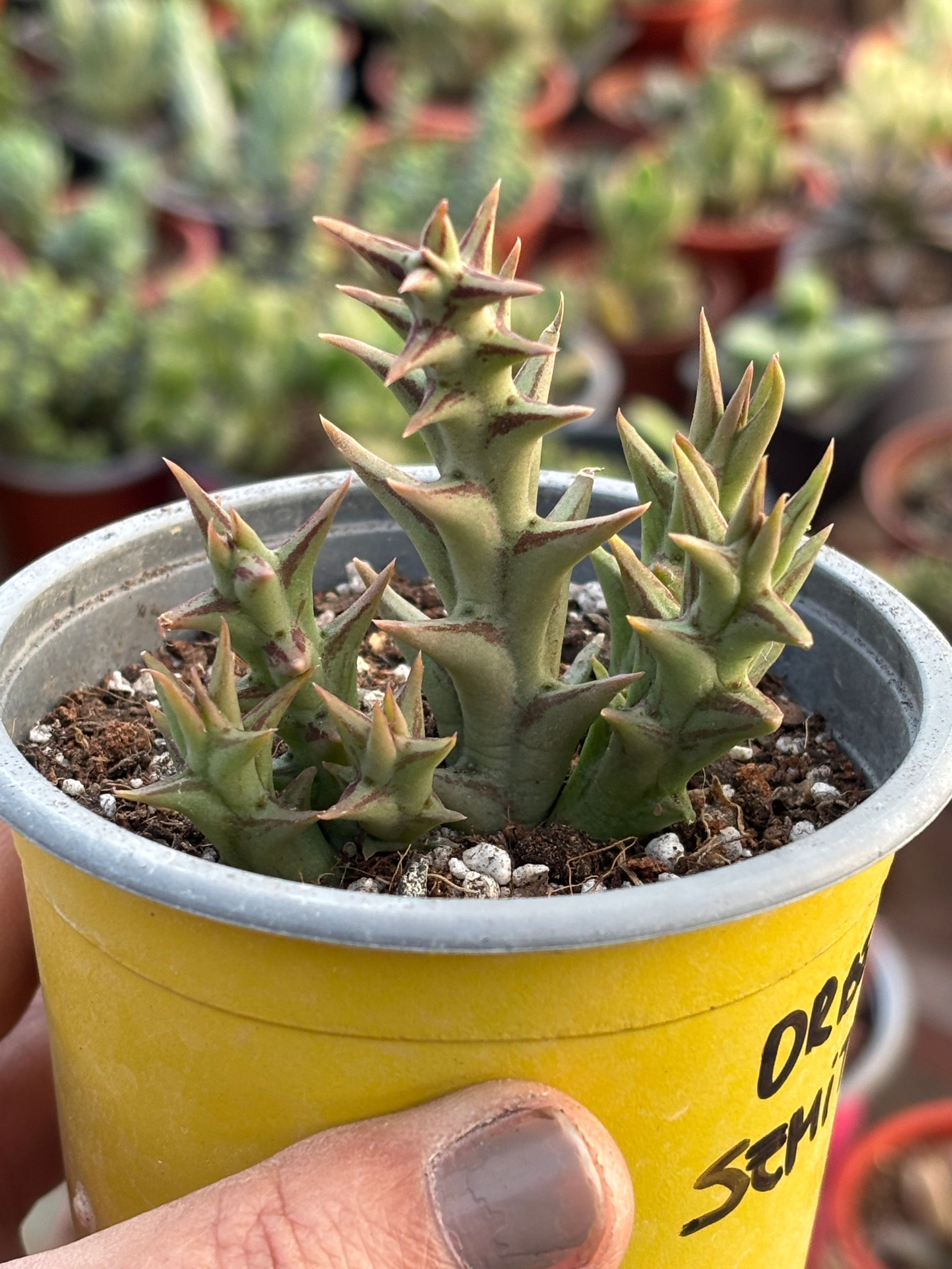 Orbea Semitubluflora | Aizoaceae