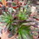 Miniatura: Aeonium Cabernet | Suculentas