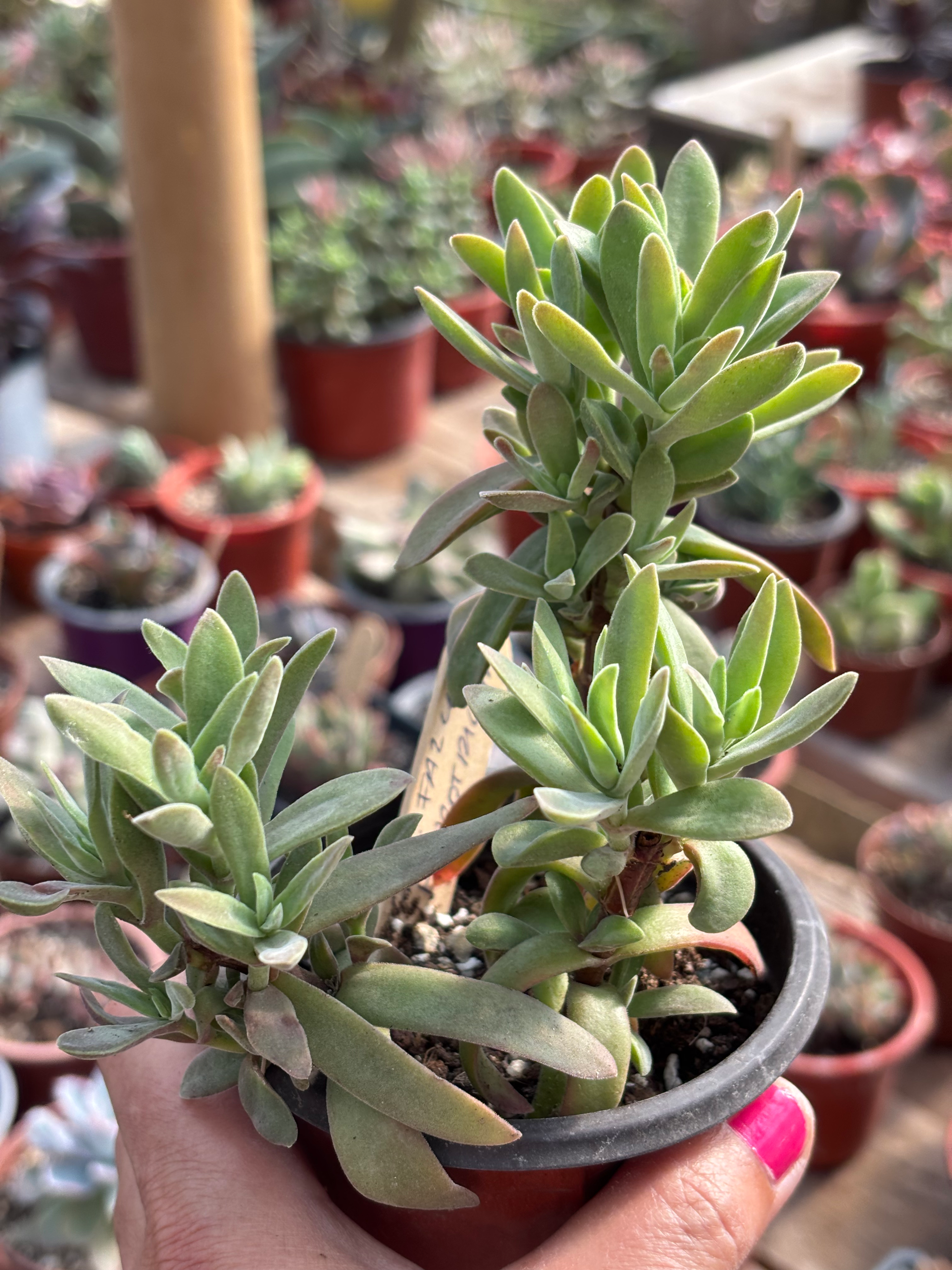 Crassula Perfoliata Var Heterotricha | Suculentas