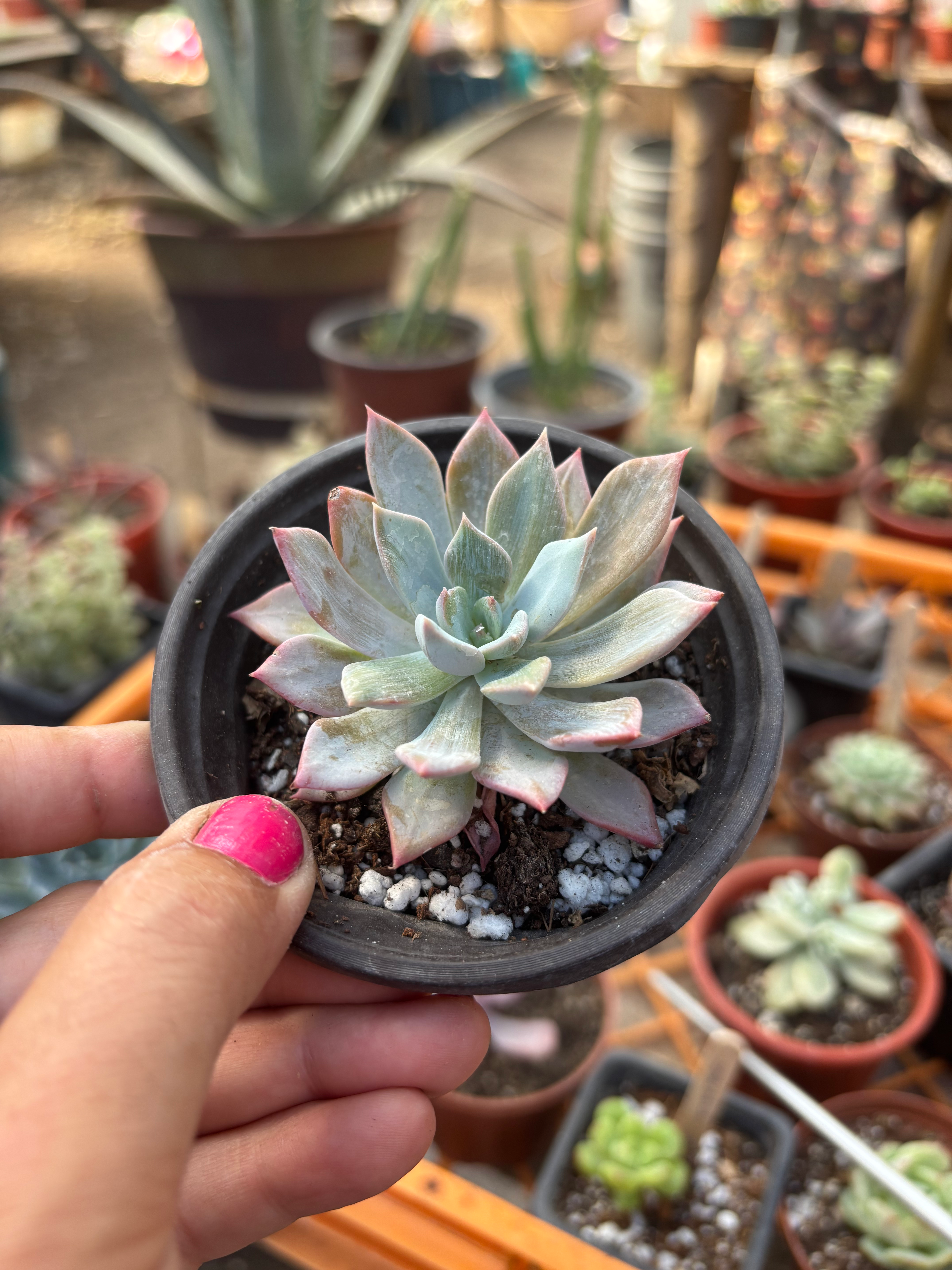 Echeveria Cleone | Suculenta 