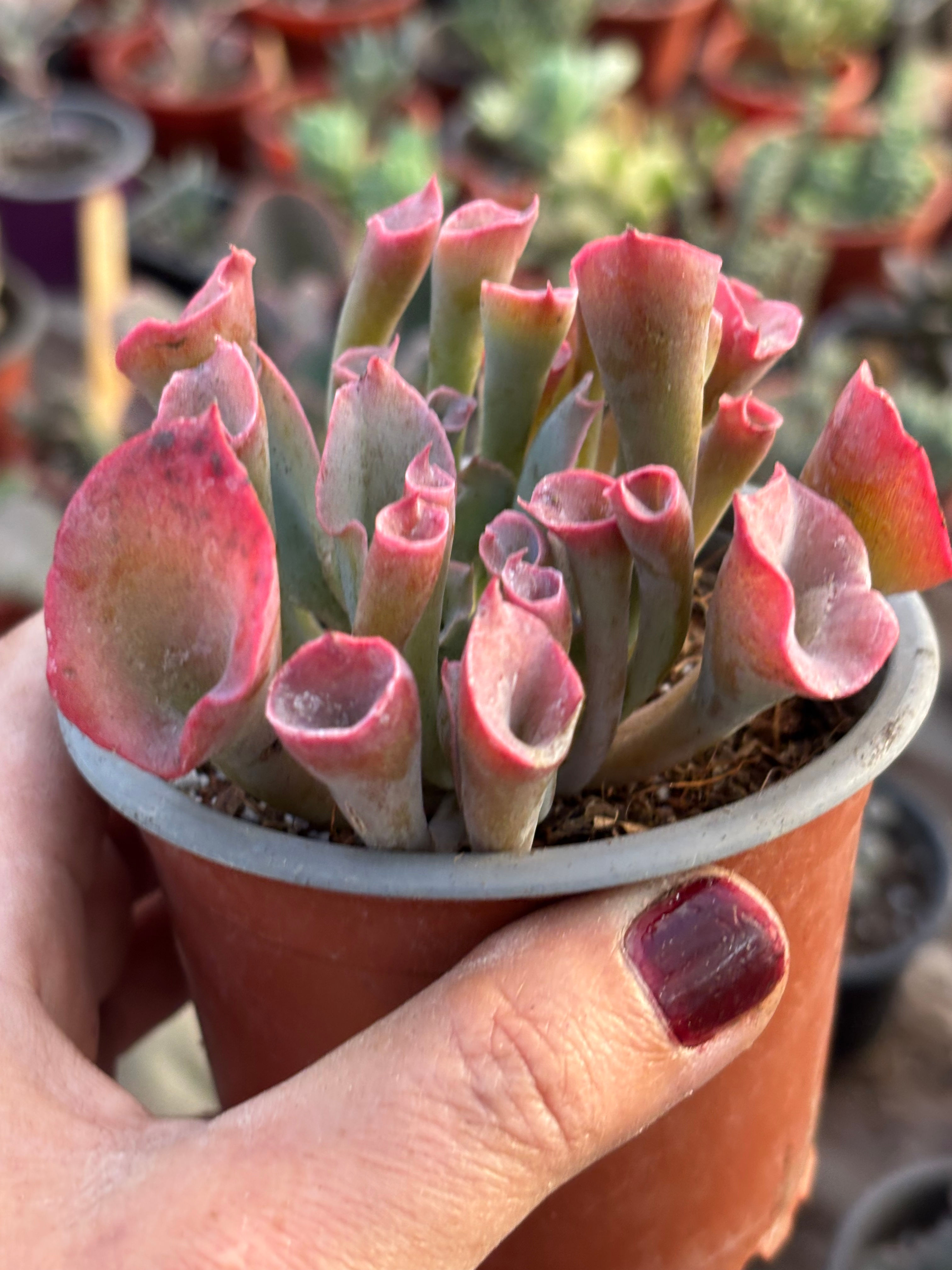 Echeveria  Trumpet Pink