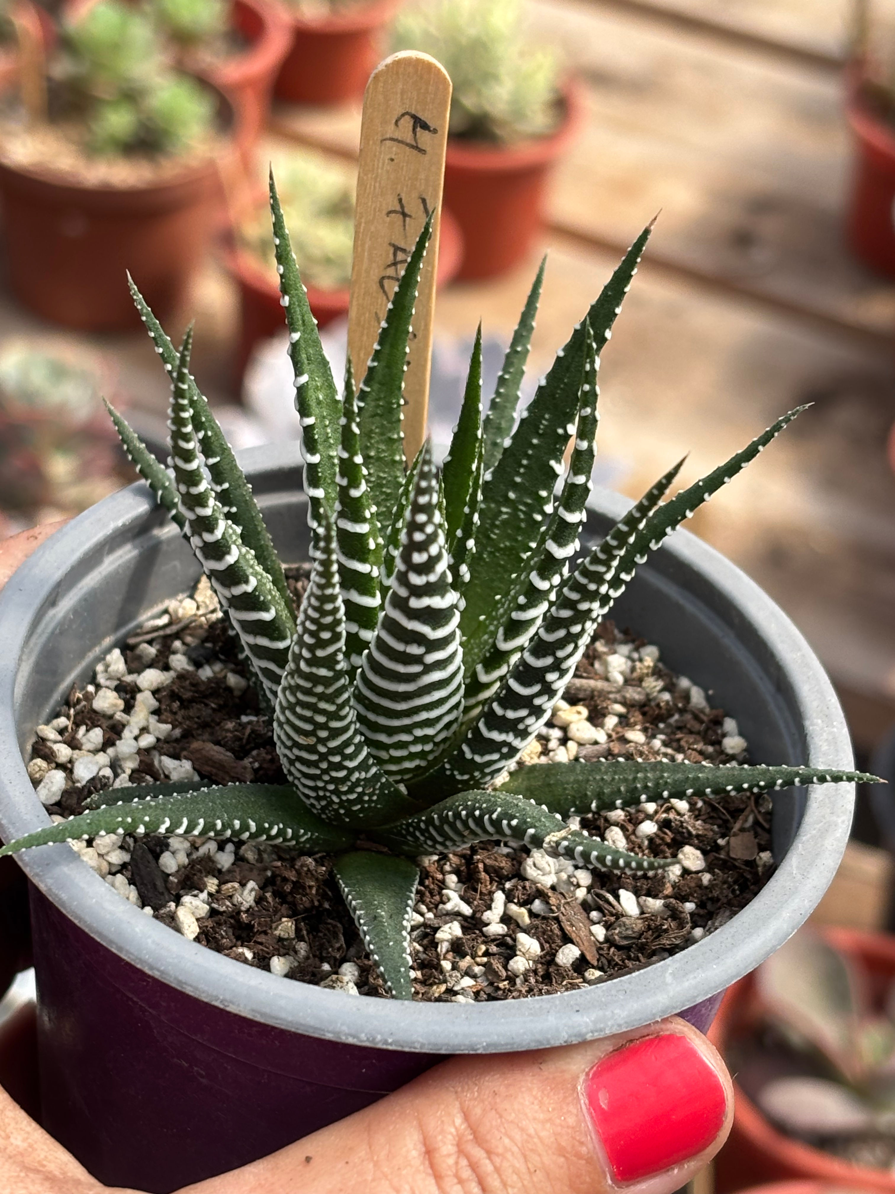Haworthia Attenuata | Suculentas