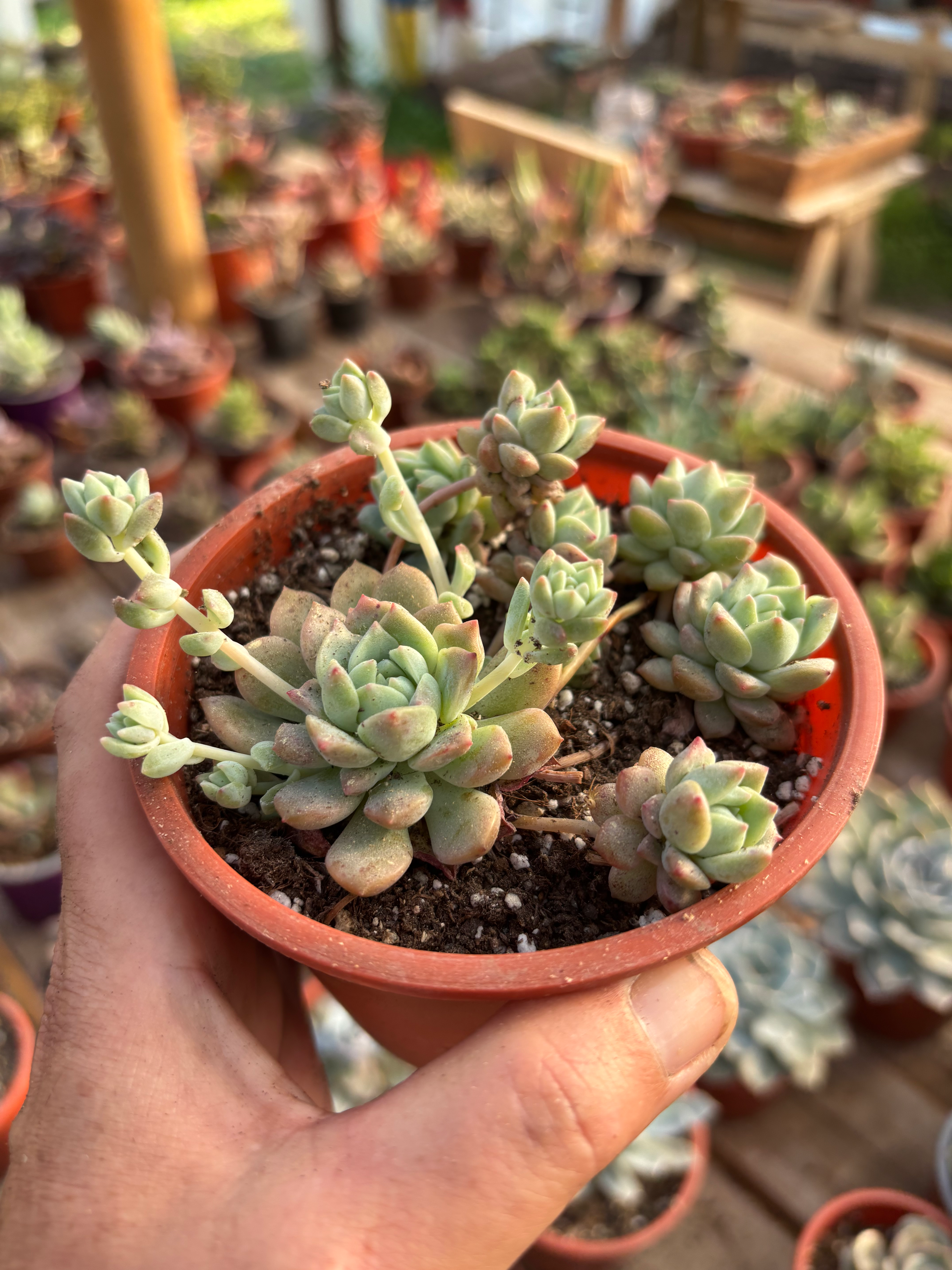 Echeveria Prolifica | Suculentas