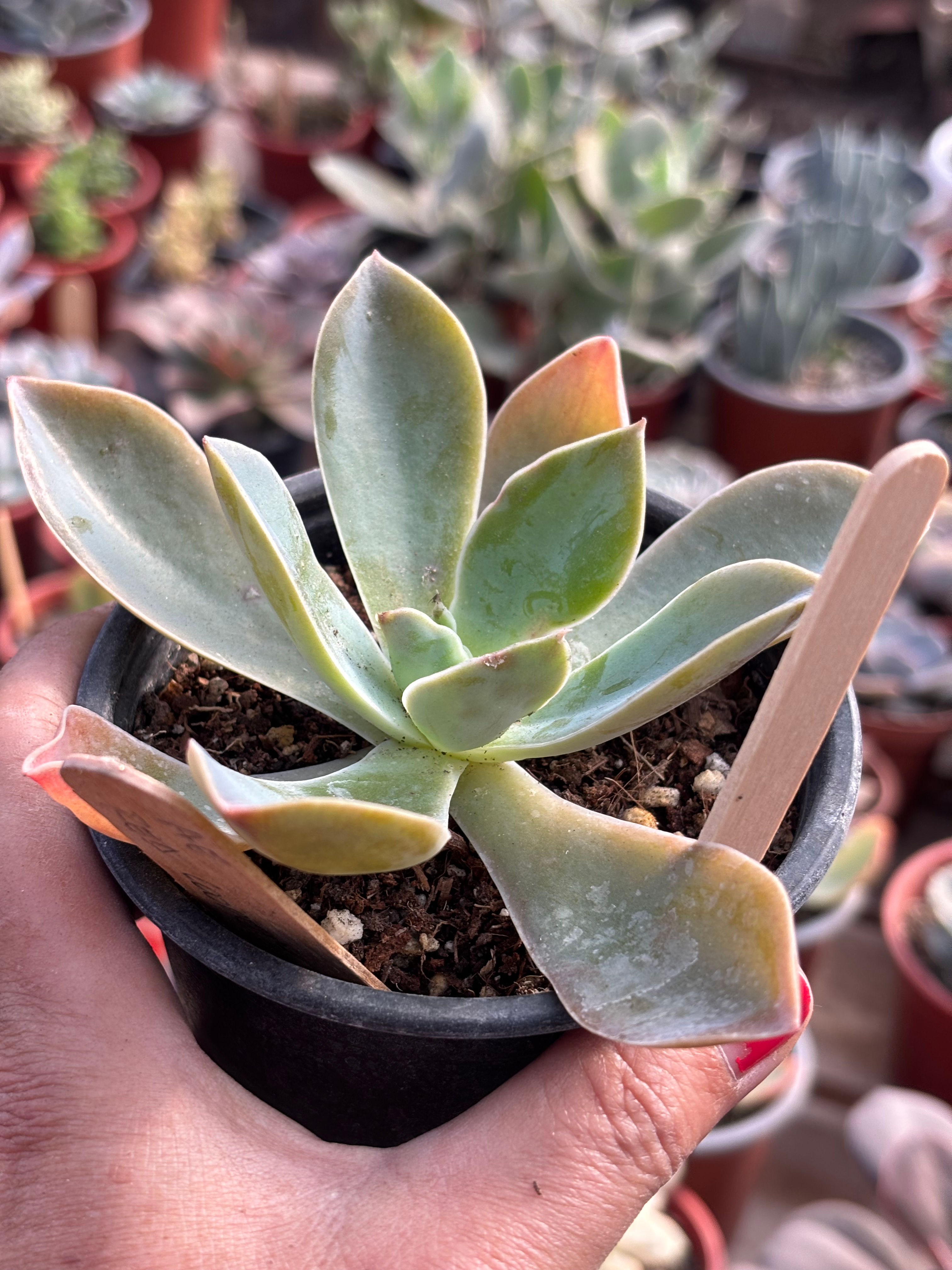 Echeveria Hakutsuru | Suculenta 