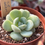 Miniatura: Echeveria Ice Green | Suculenta 