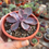 Miniatura: Echeveria Purple Pearl 