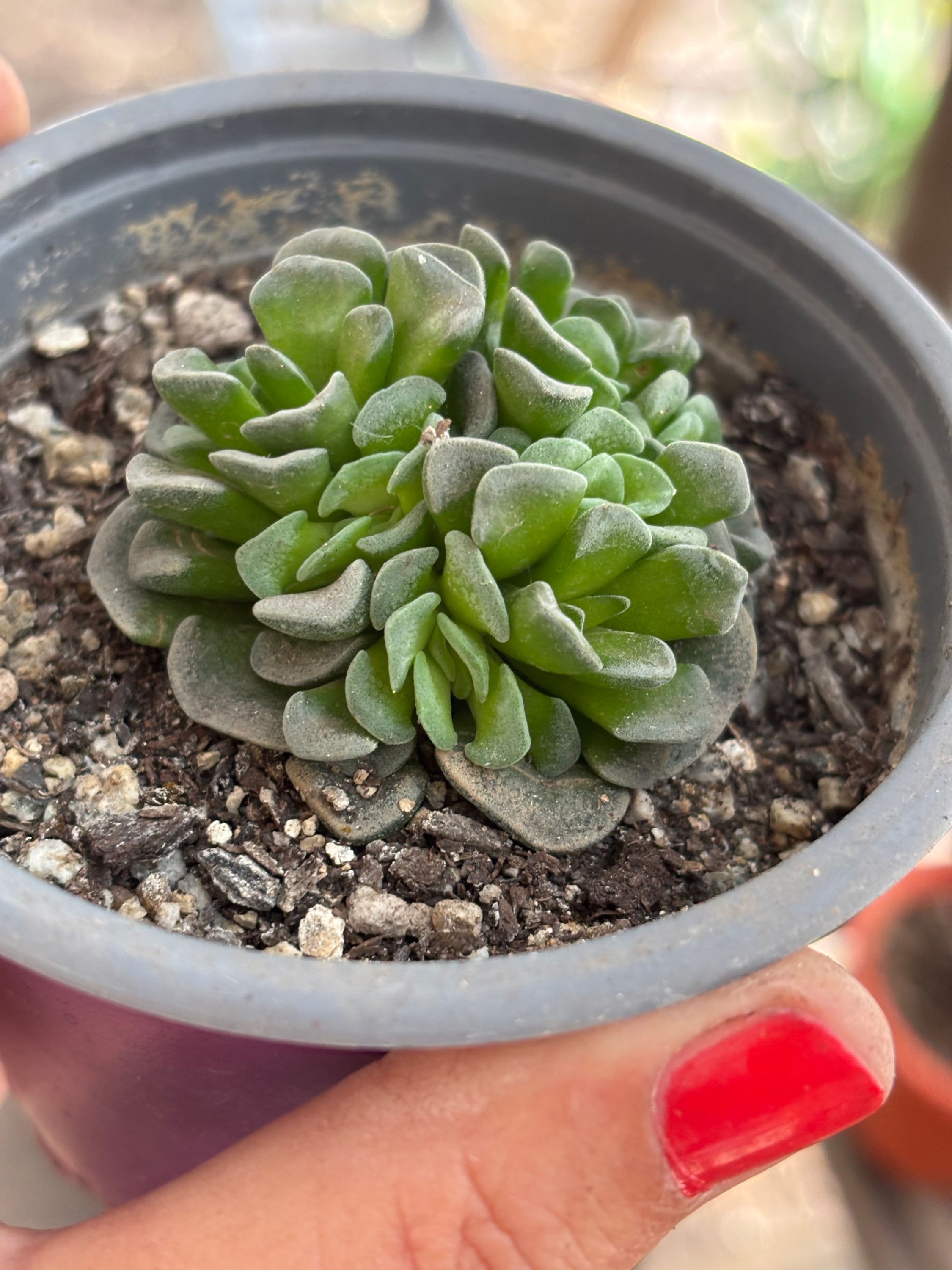 Crassula Celia | Suculentas