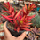 Miniatura: Crassula capitella campfire | Suculentas