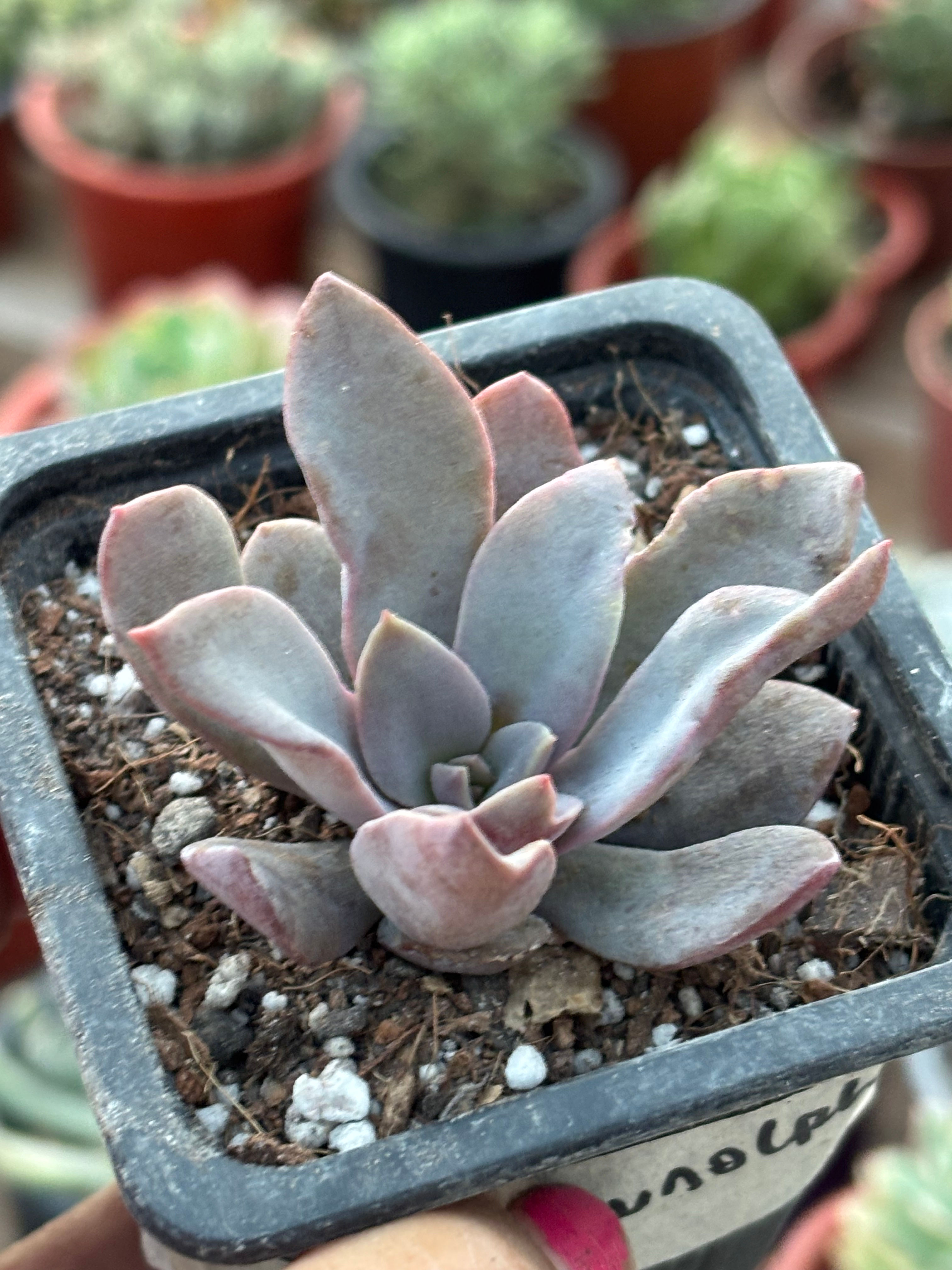 Echeveria Rudolphi | Suculenta 