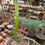 Miniatura: Selenicereus Anthonyanus| Cactus