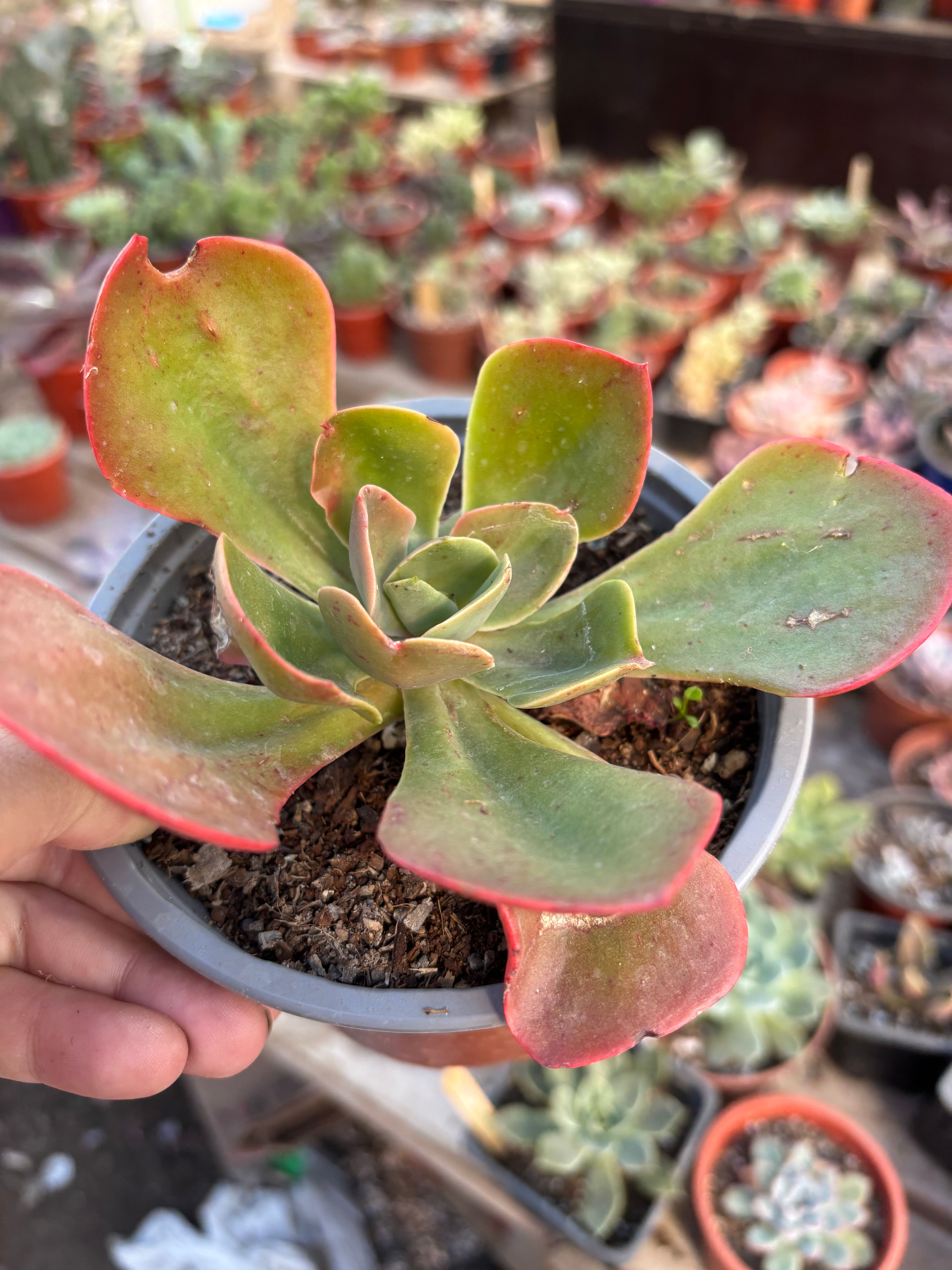 Echeveria Chocolate  | Suculenta 
