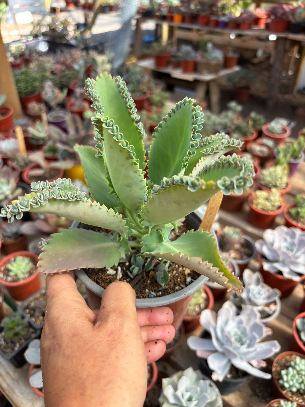 Miniatura: Kalanchoe Laetivirens | Suculentas