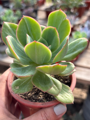 Echeveria Lawrence Mostruosa | Suculenta | Suculentas Chile