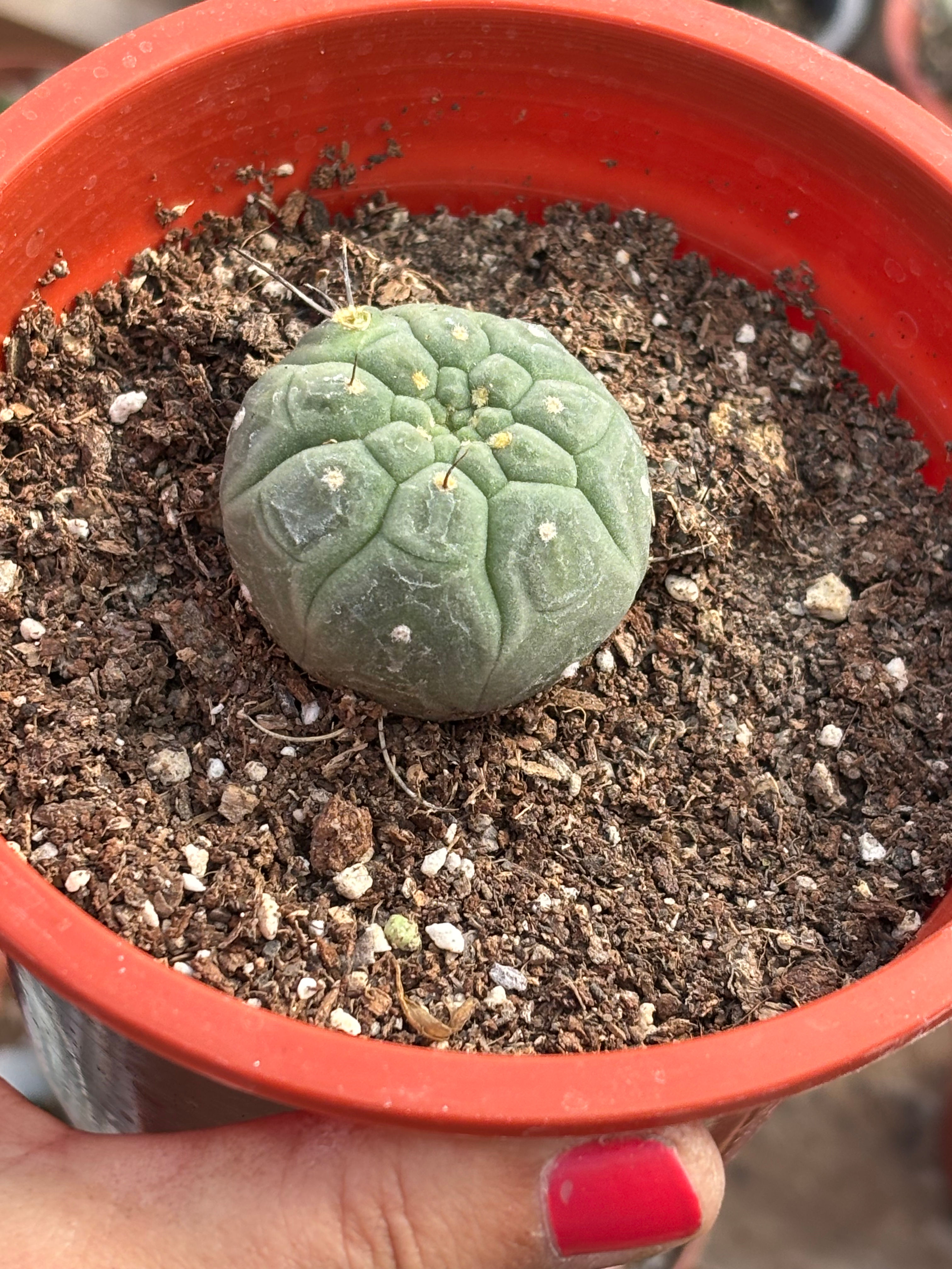 Matucana Madisoniorum | Cactus 