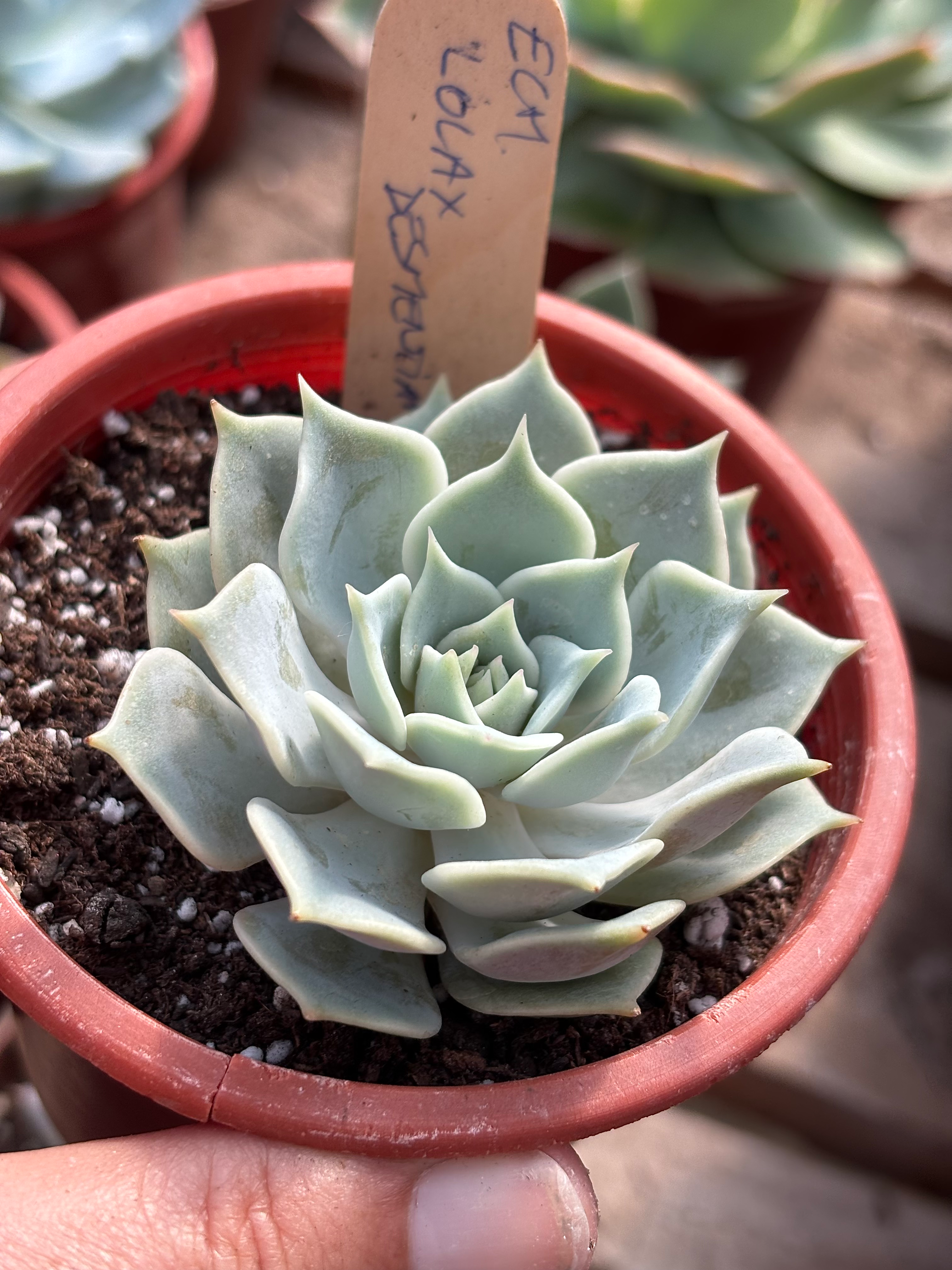 Echeveria Lola x Desmentiana | Suculenta