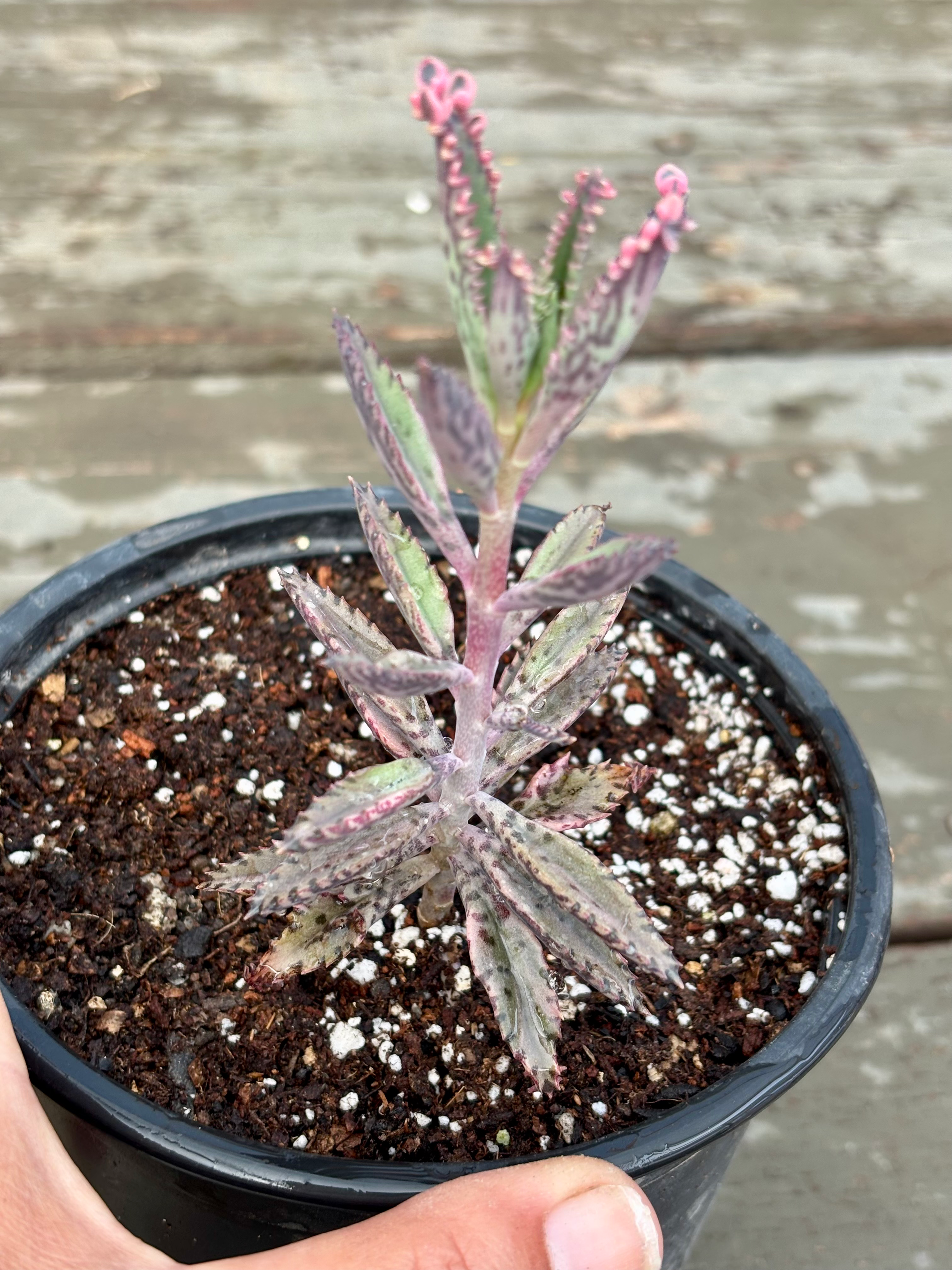 Kalanchoe Pink Butterflies | Suculentas