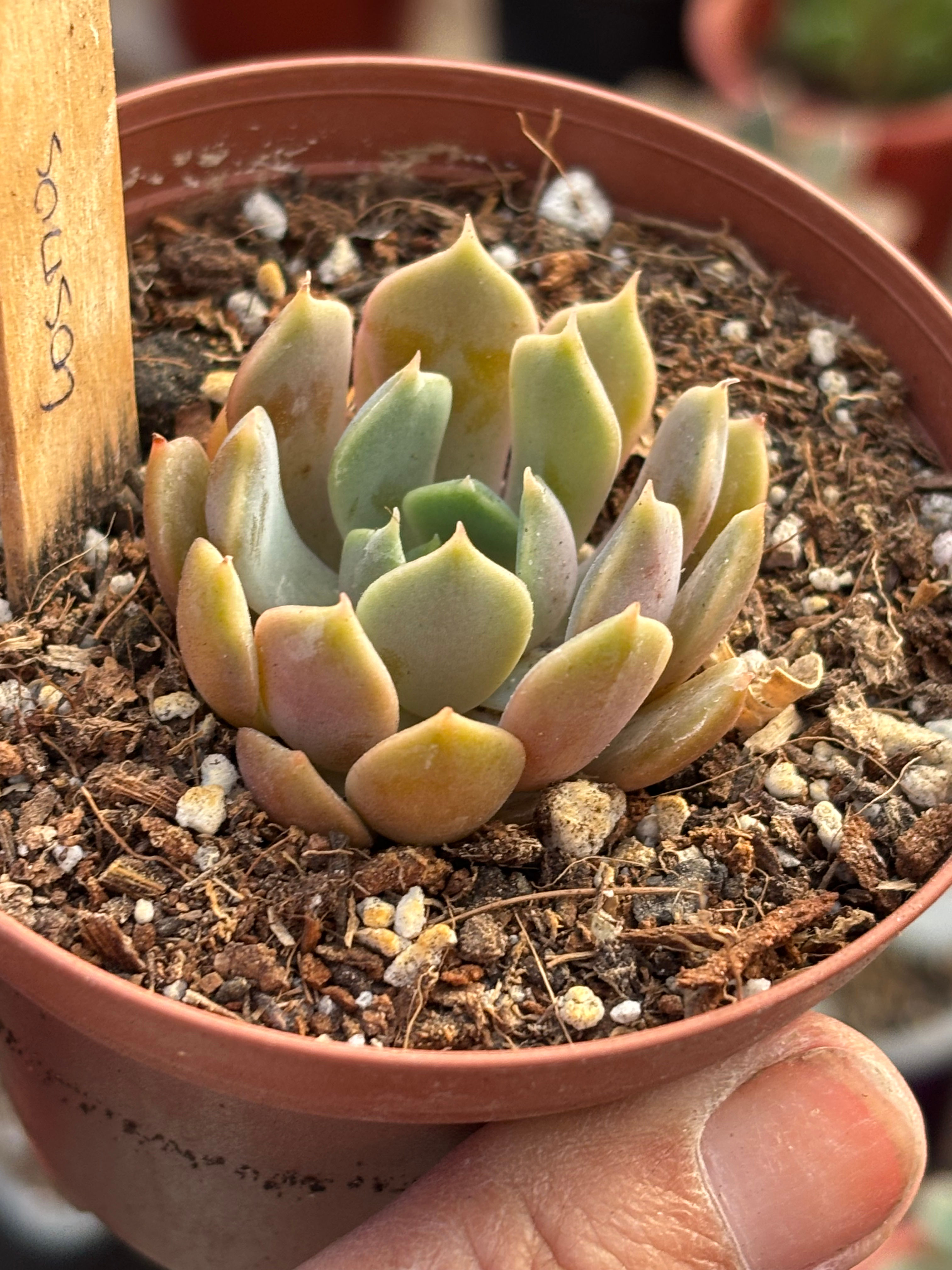 Echeveria Cosmos | Suculenta
