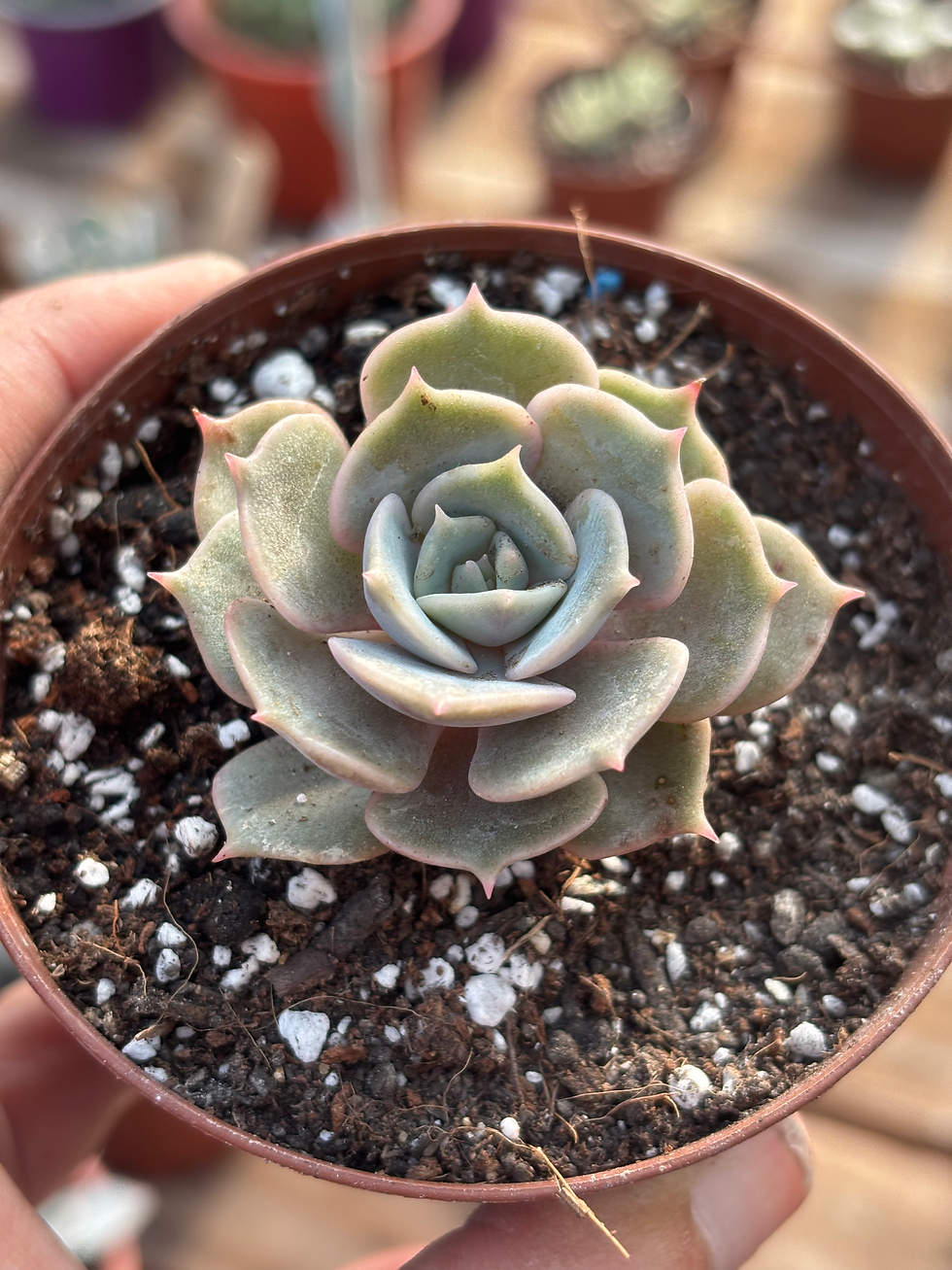 Echeveria Lola | Suculenta